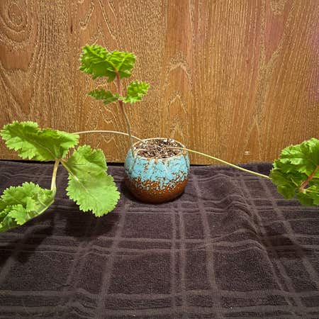 Photo of the plant species Black Flowered Geranium by @riverzend named foley on Greg, the plant care app