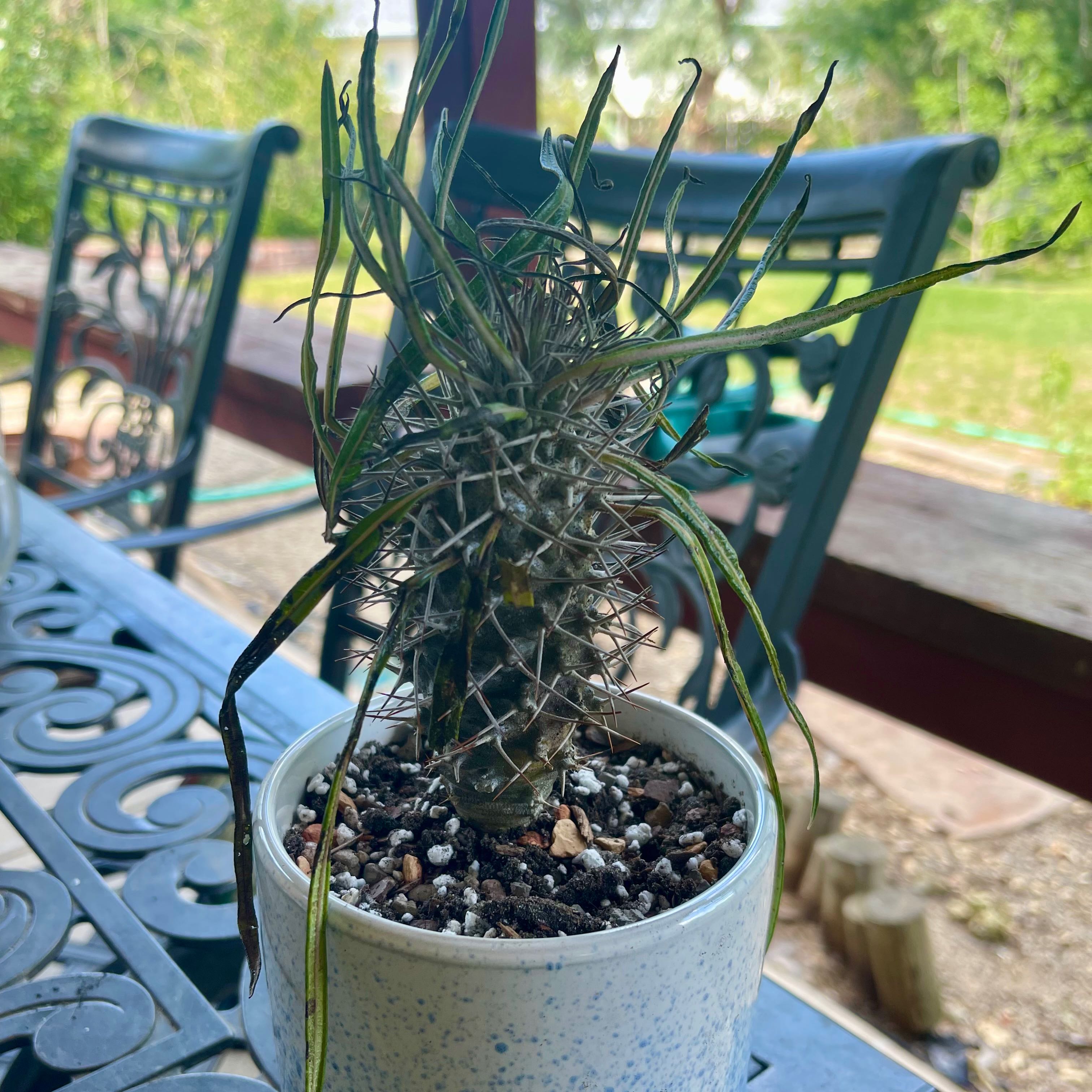 Photo of the plant species Silver Madagascar Palm by @riverzend named grár on Greg, the plant care app