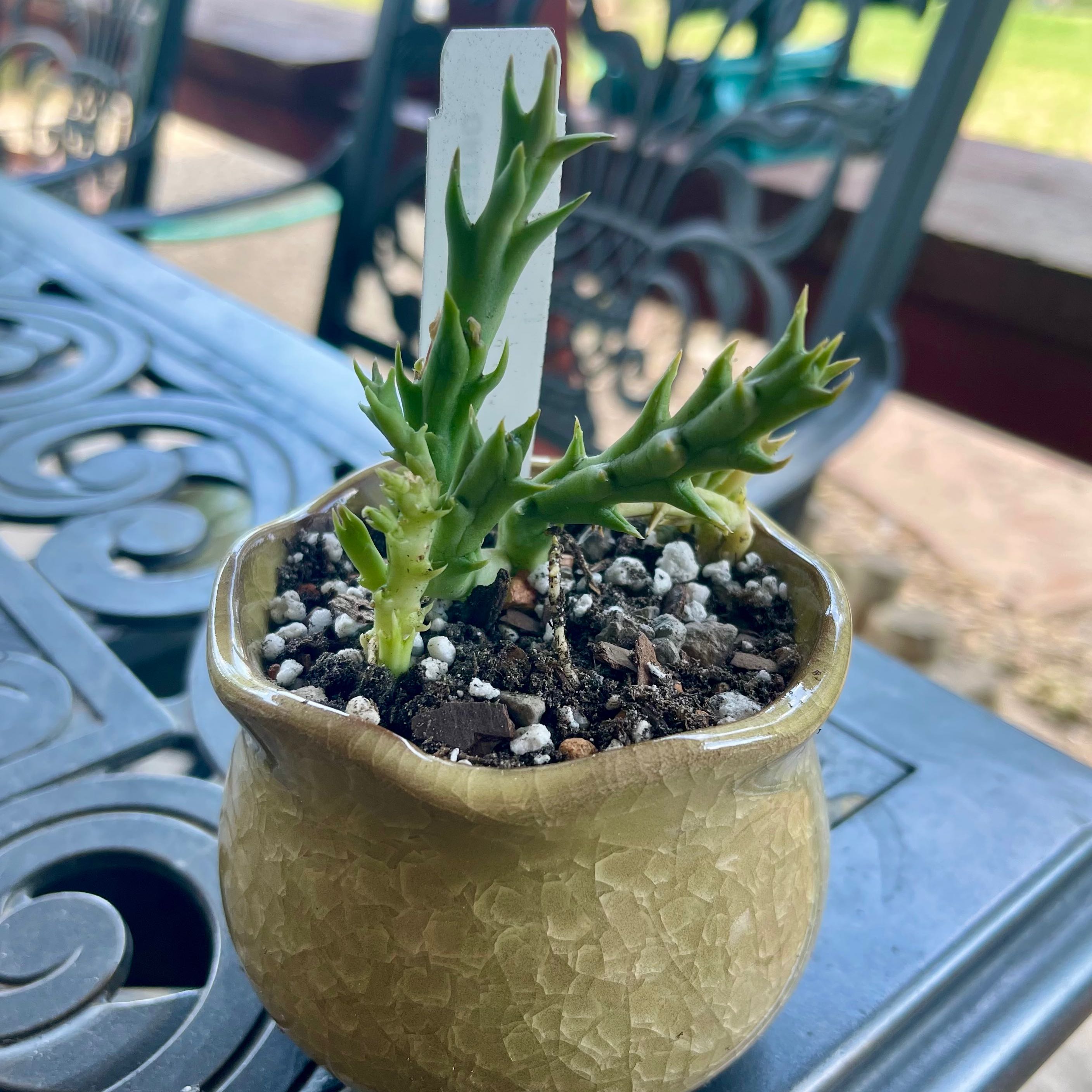 Small potted Stapelia Planiflora Jacq. plant with green spiky stems on an outdoor table.
