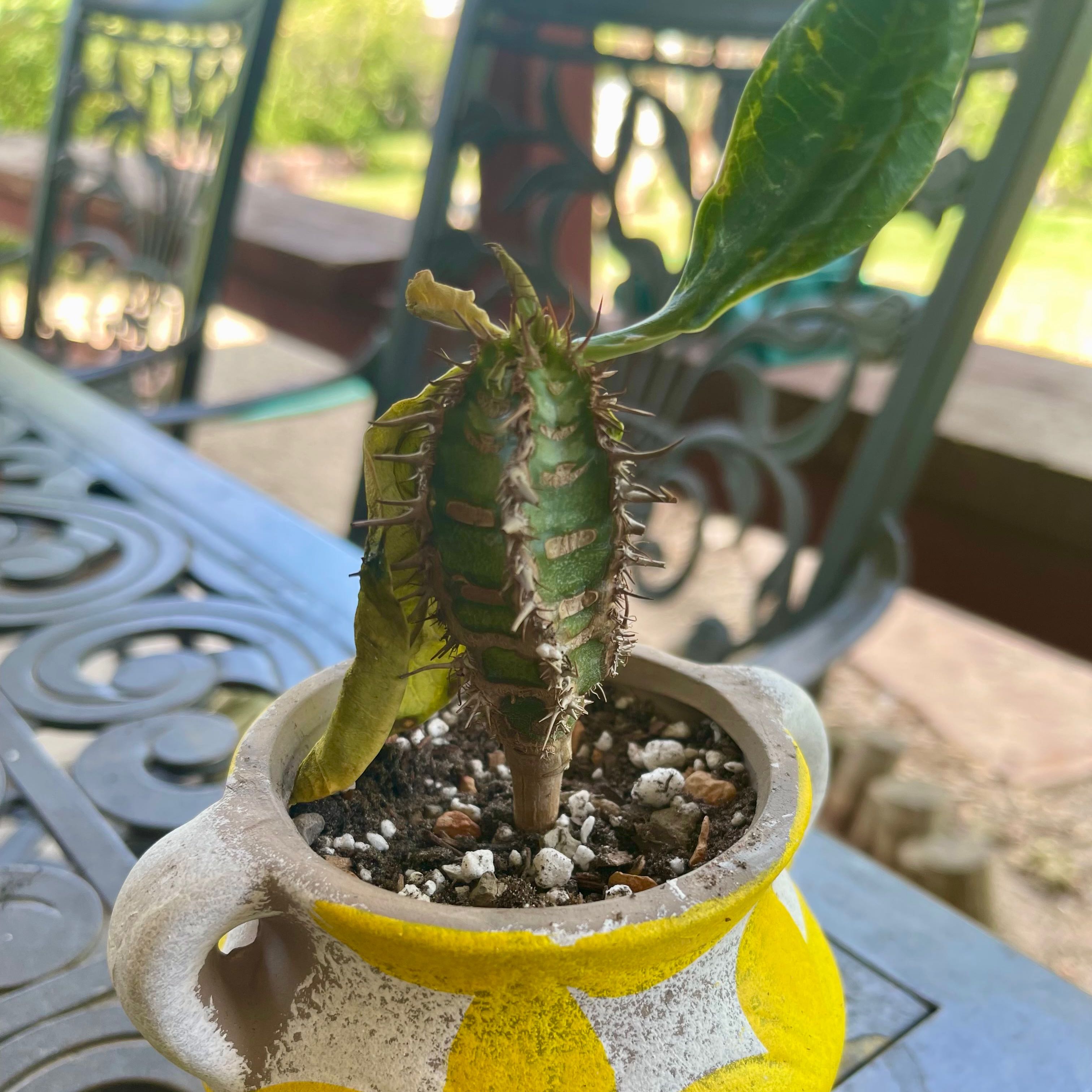 Photo of the plant species Euphorbia neohumbertii by @riverzend named engelbert on Greg, the plant care app