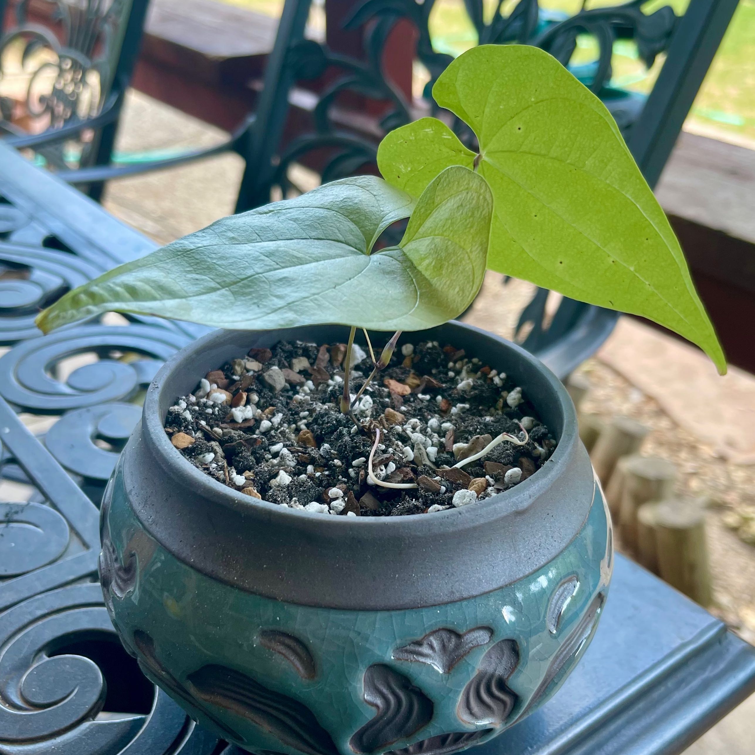 Photo of the plant species Mexican Yam by @riverzend named meztli on Greg, the plant care app