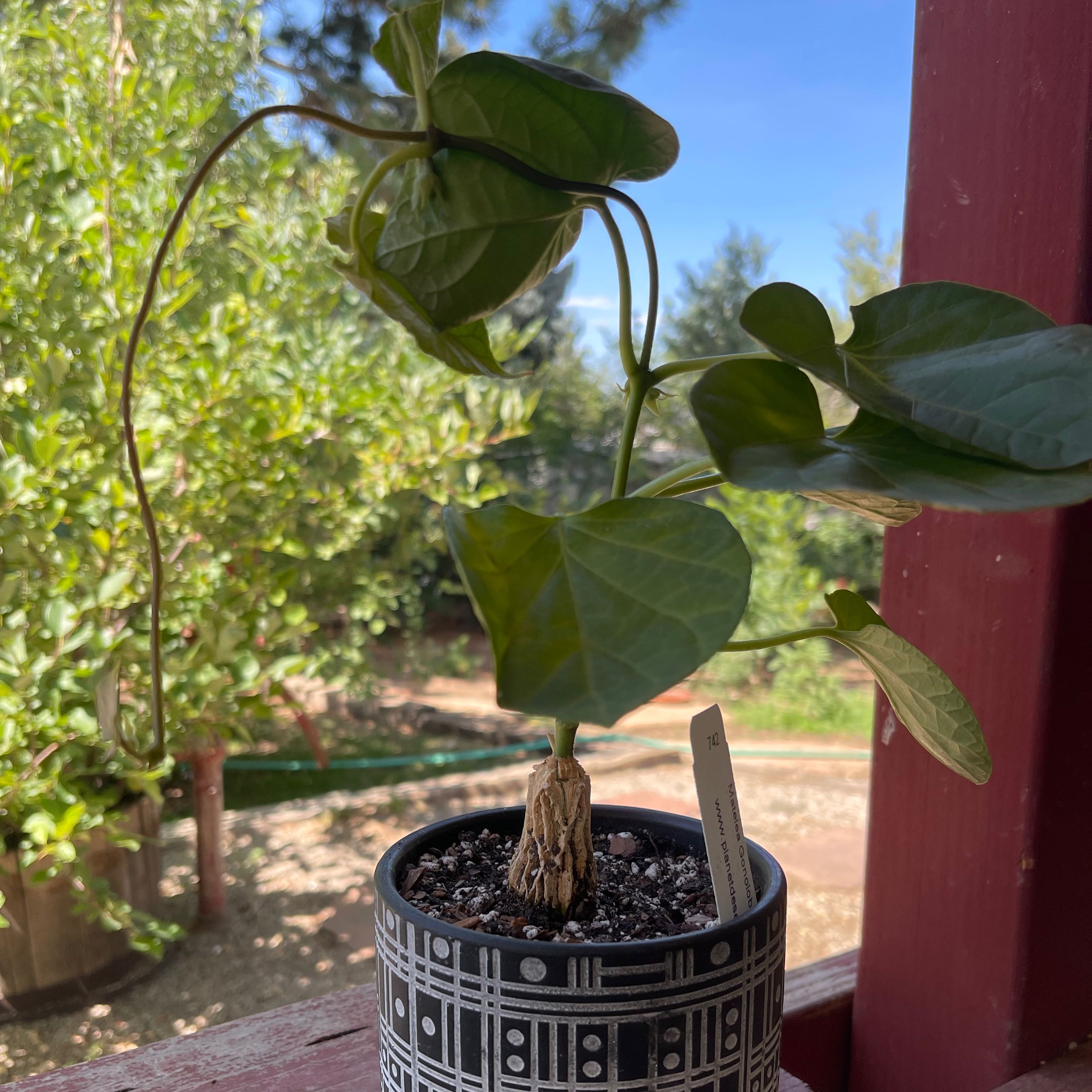 Photo of the plant species Gonolobus by @riverzend named cyclops on Greg, the plant care app