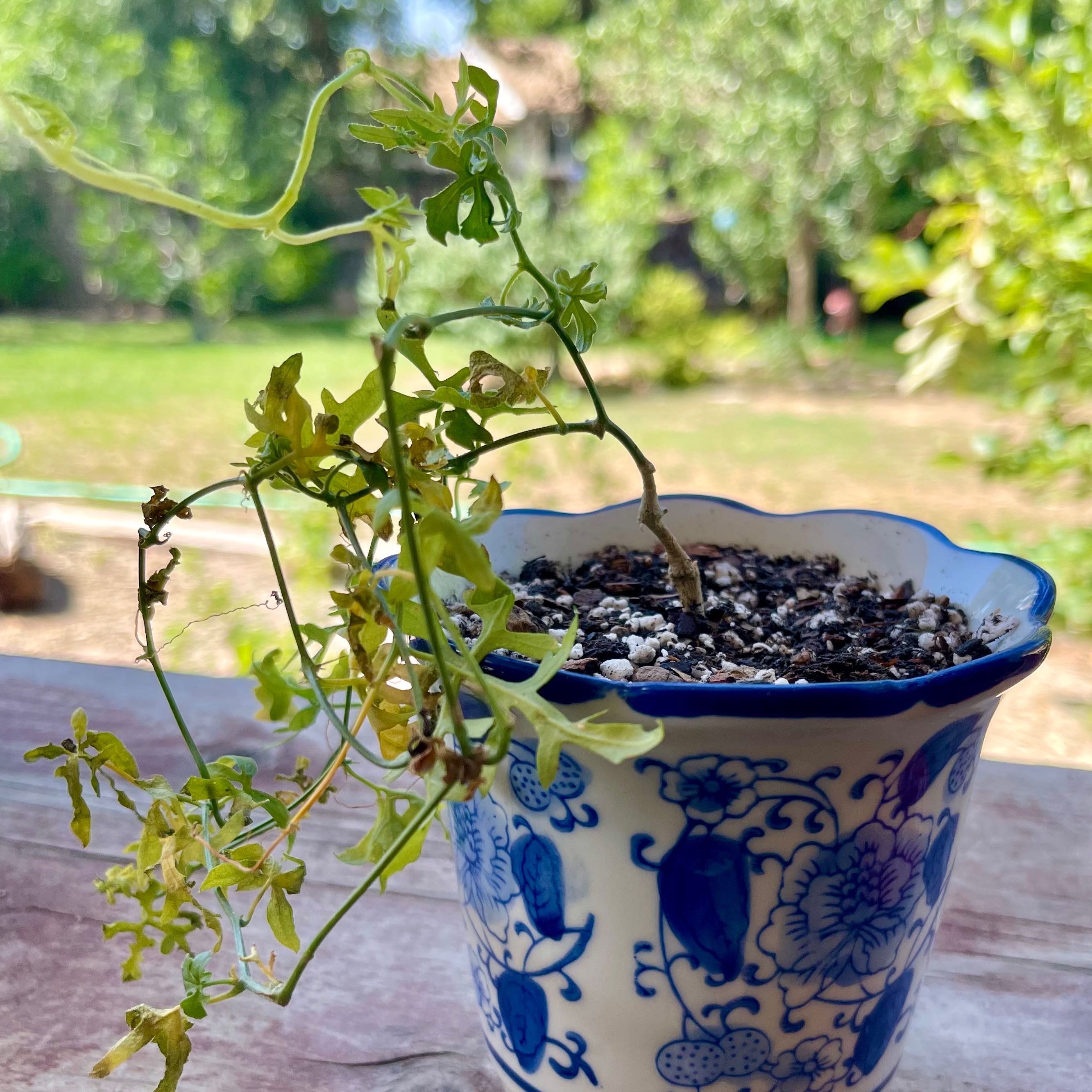 Photo of the plant species Baboon's Cucumber by @riverzend named agúrka on Greg, the plant care app