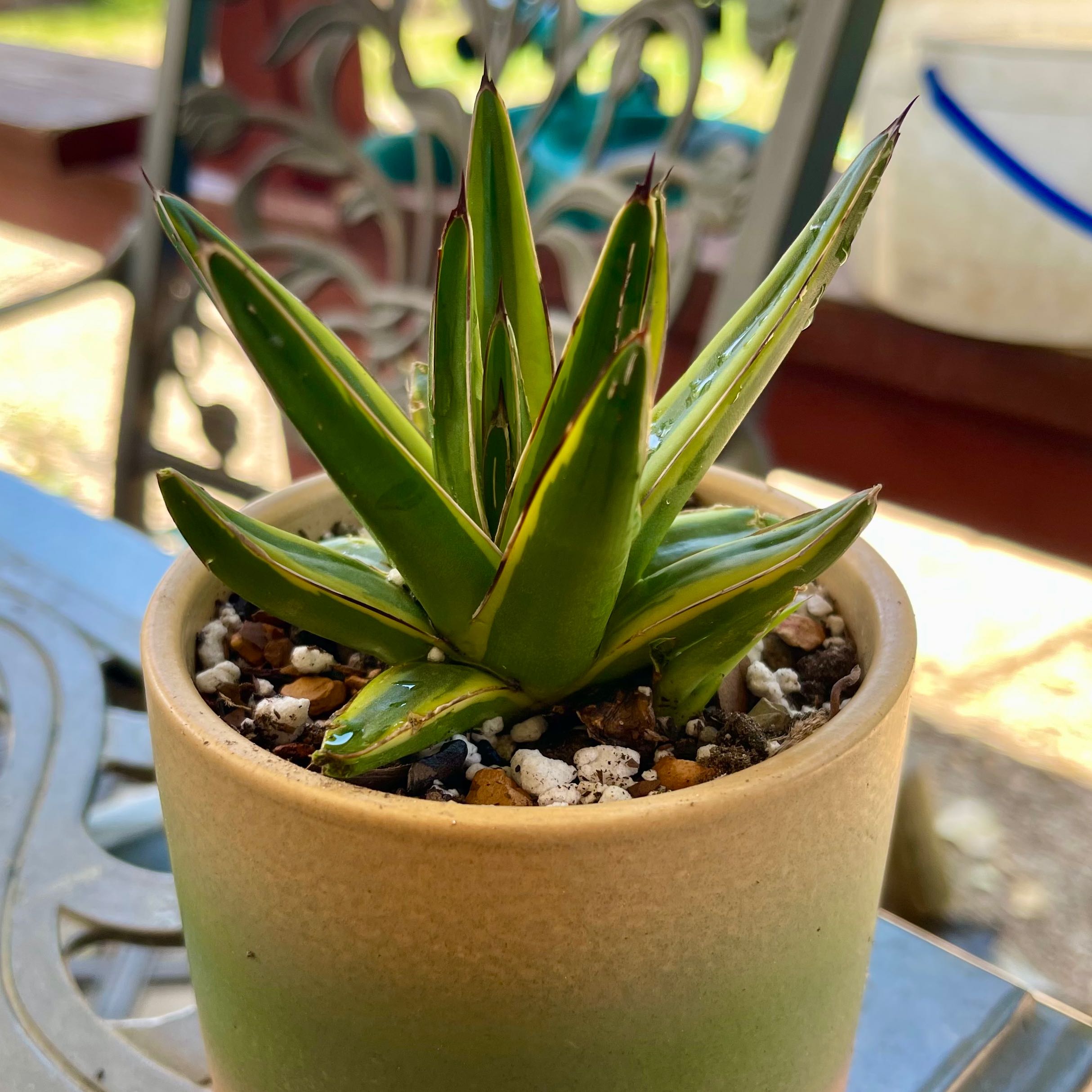 Photo of the plant species Variegated Agave Victoria Reginae by @riverzend named lynn on Greg, the plant care app