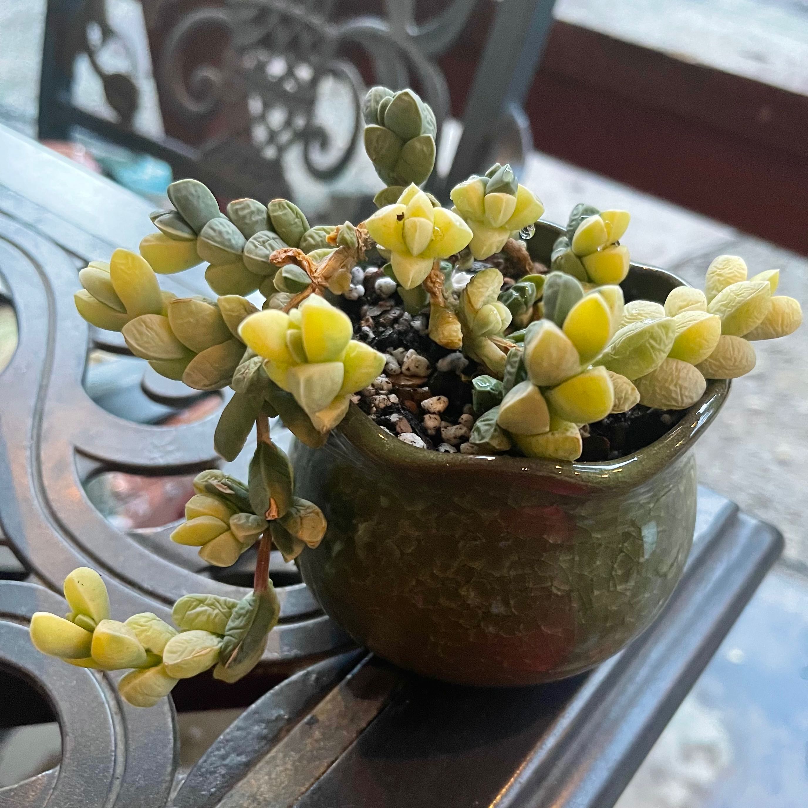 Photo of the plant species Variegated Ice Plant by @riverzend named günter on Greg, the plant care app