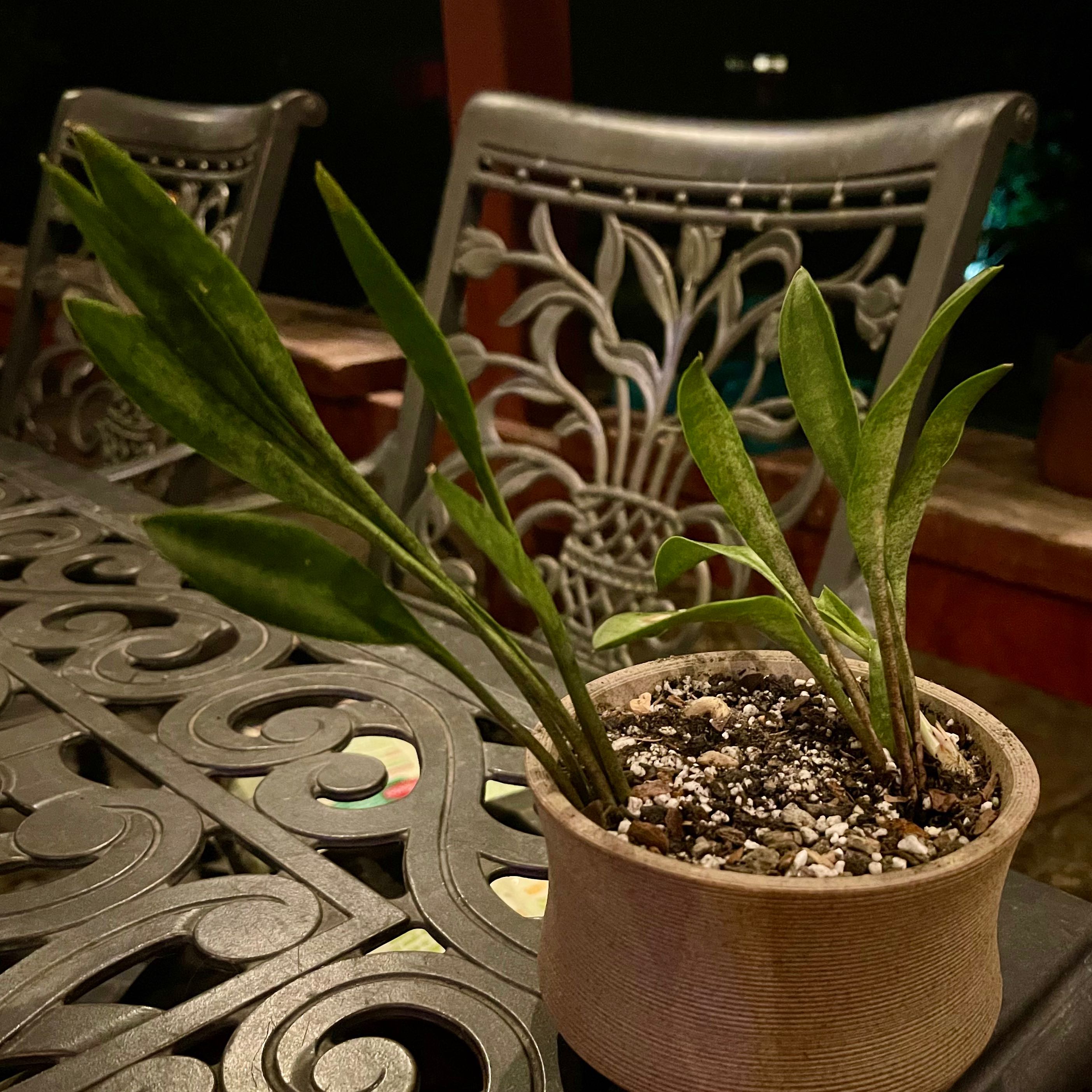 Photo of the plant species Teaspoons Snake Plant by @riverzend named spoonman on Greg, the plant care app
