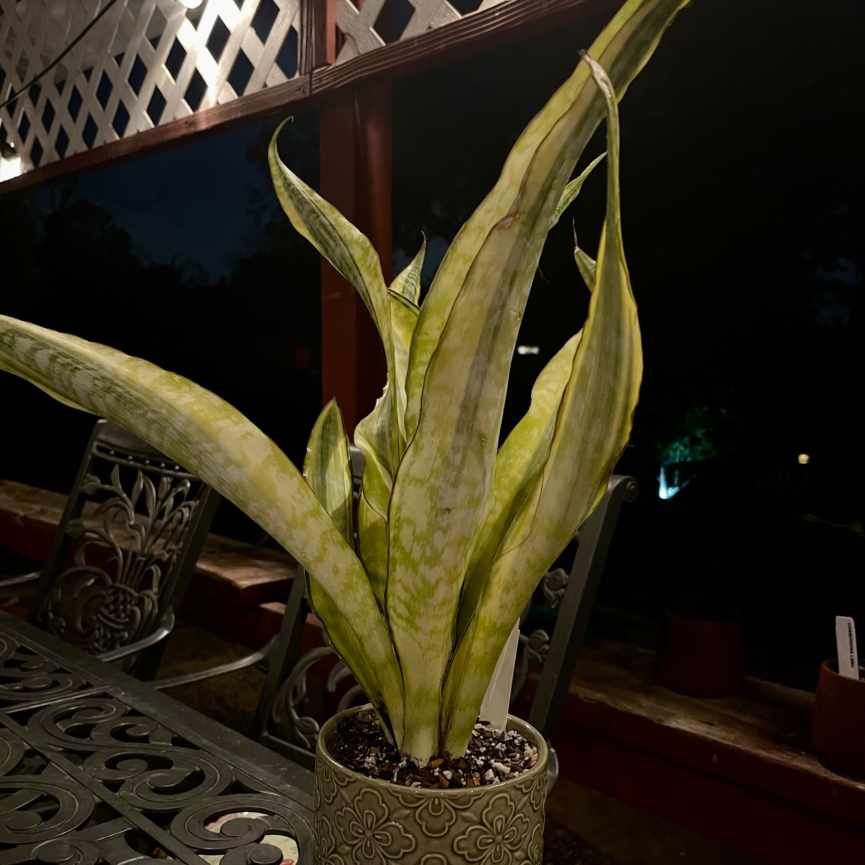 Photo of the plant species Snake Plant Yellowstone by @riverzend named sulphur on Greg, the plant care app