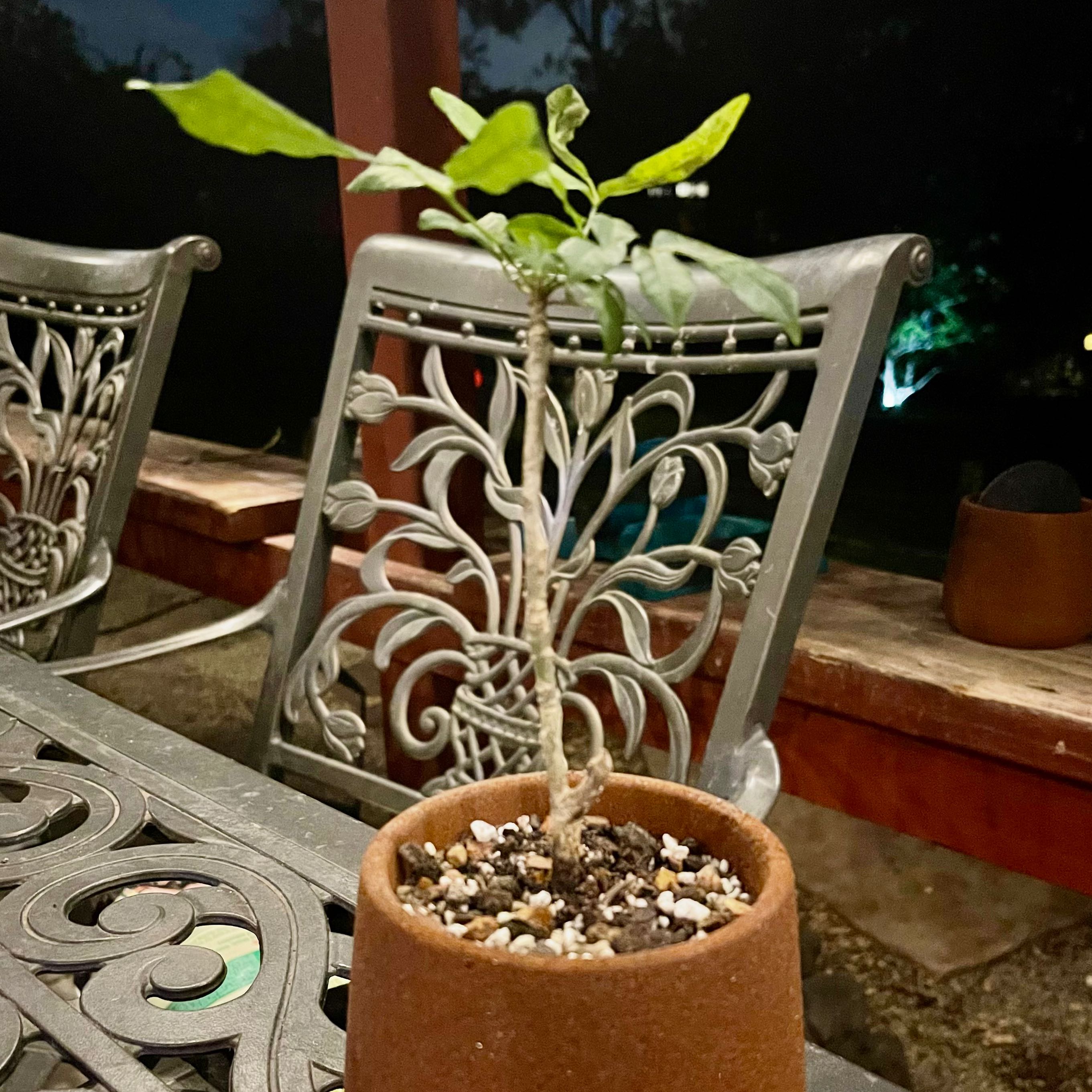 Photo of the plant species Madagascar Myrrha Tree by @riverzend named mia on Greg, the plant care app