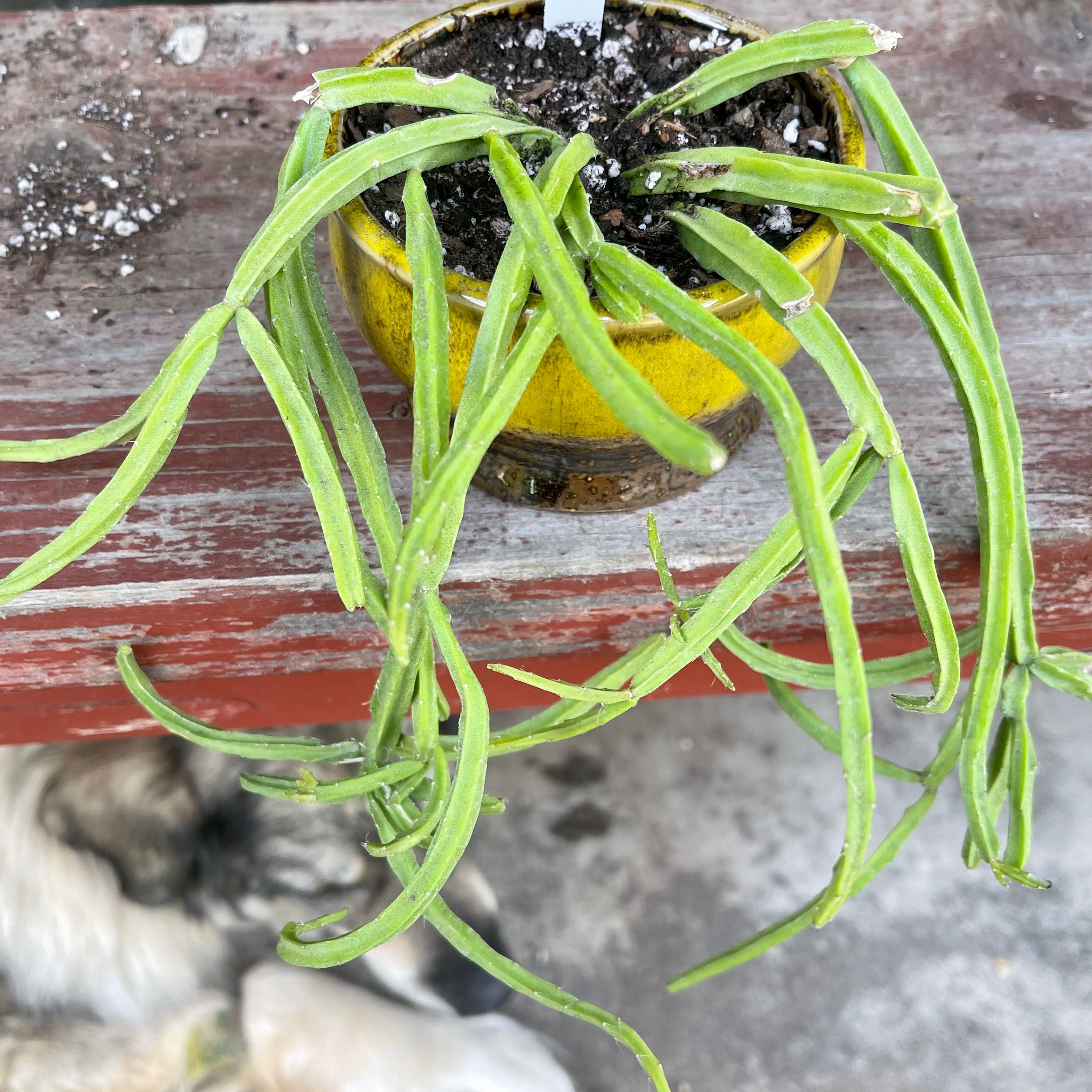 Photo of the plant species Rhipsalis Micrantha f. Tonduzii by @riverzend named mica on Greg, the plant care app