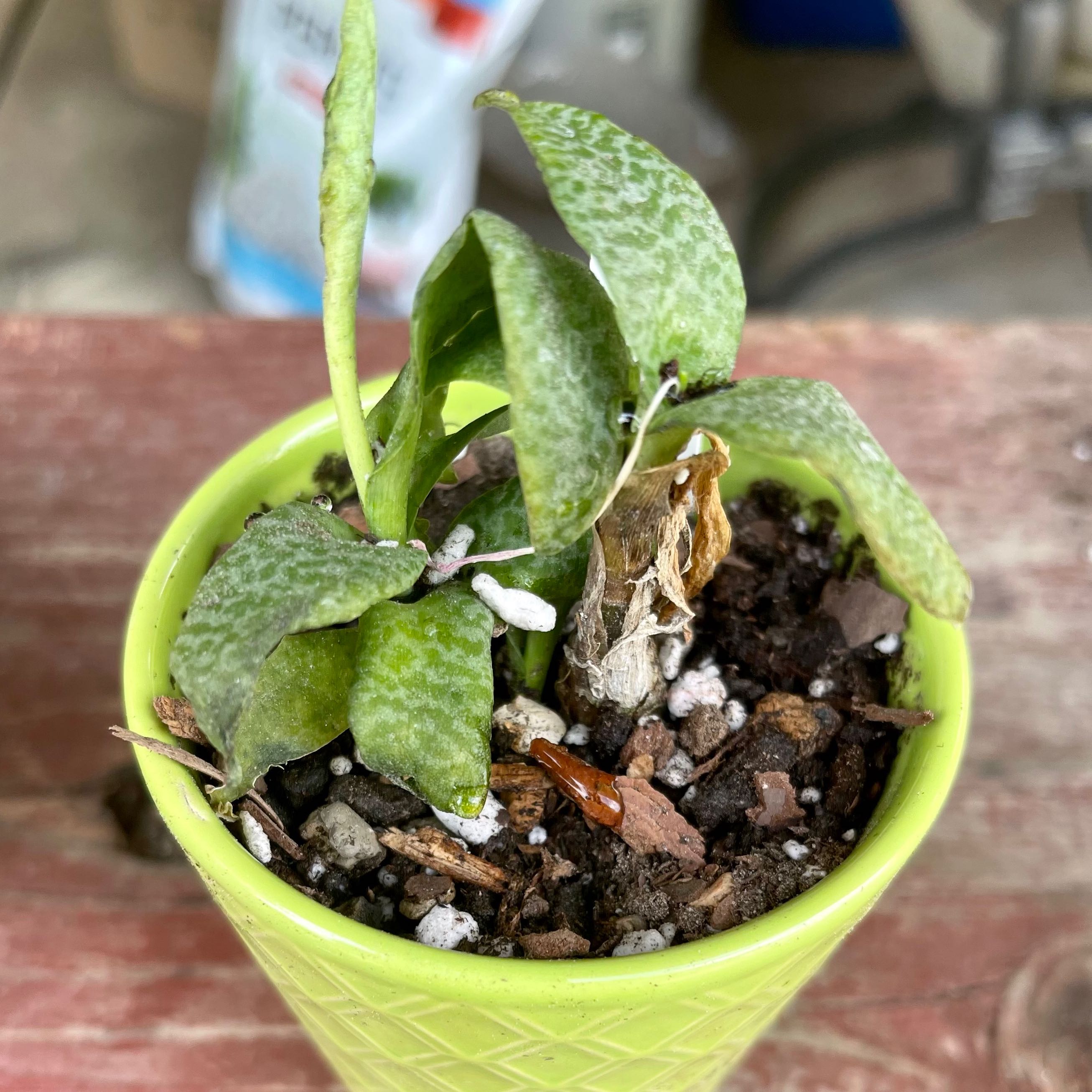 Photo of the plant species Italian Blubell by @riverzend named paco on Greg, the plant care app