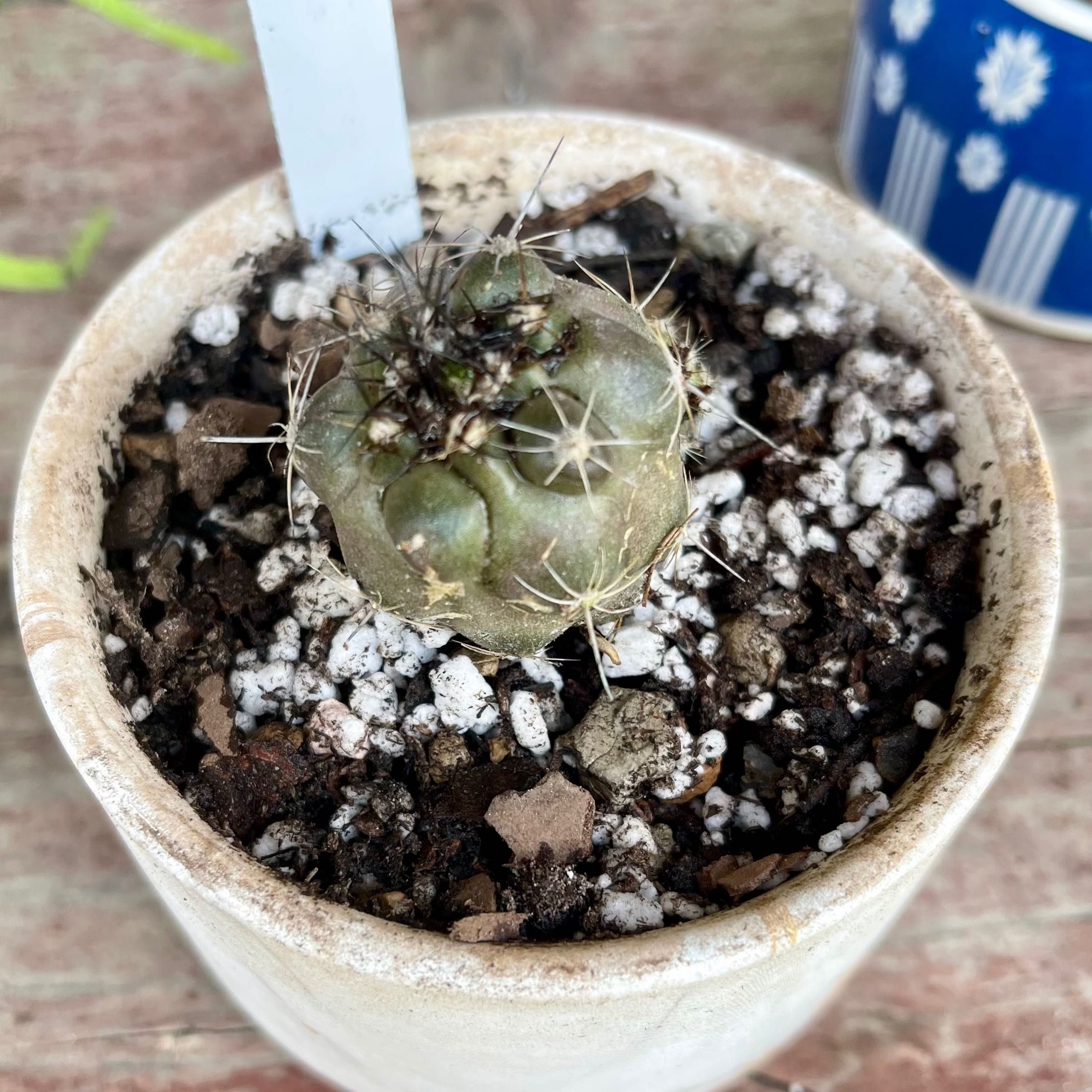 Photo of the plant species Copiapoa atacamensis by @riverzend named antigone on Greg, the plant care app