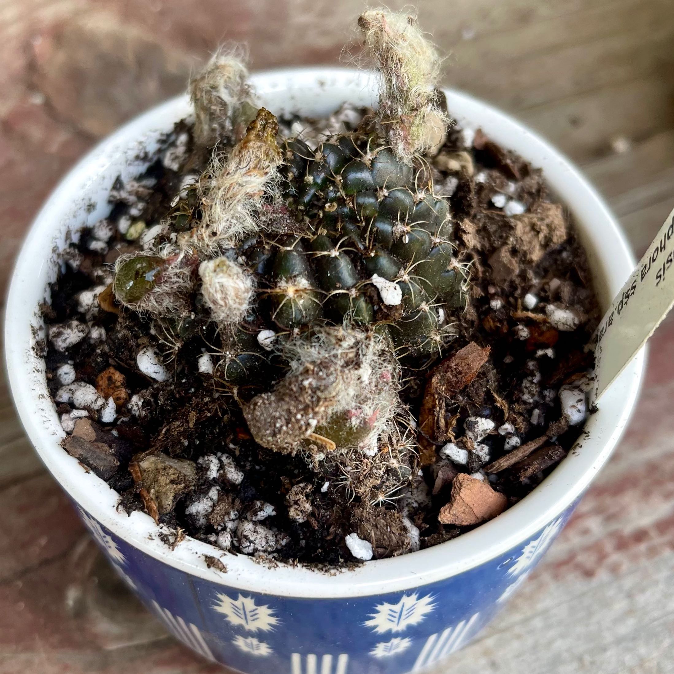 Photo of the plant species Echinopsis arachnacantha by @riverzend named nan on Greg, the plant care app