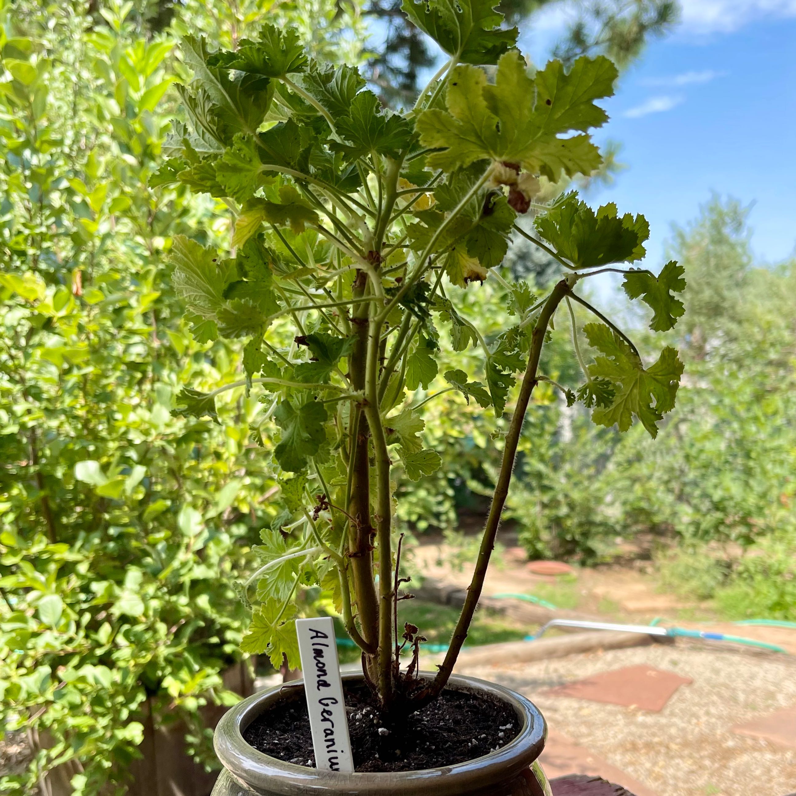 Plant care for Diadem Pelargonium on Greg, the plant care app