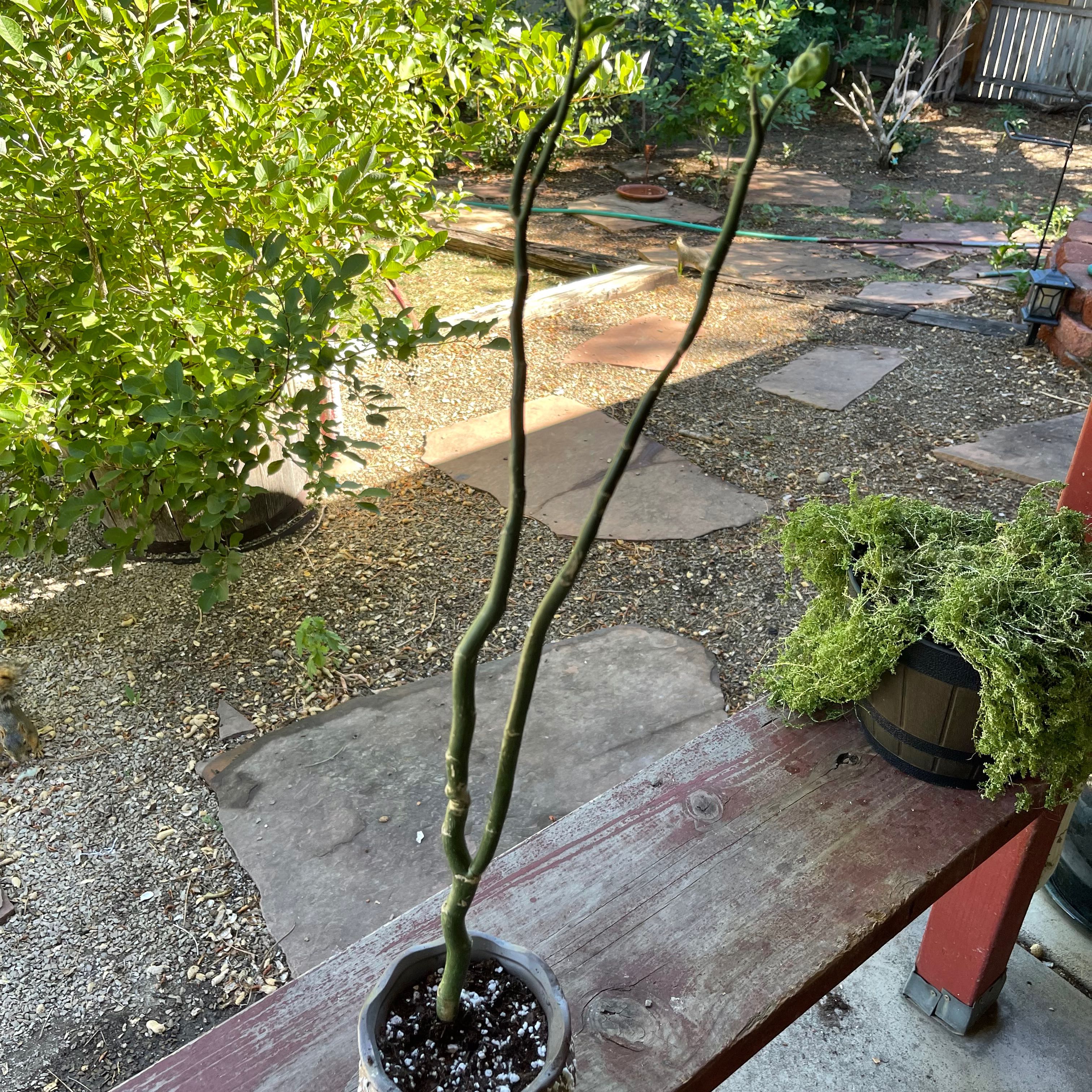 Photo of the plant species Monstrose Slipper Plant by @riverzend named artie on Greg, the plant care app