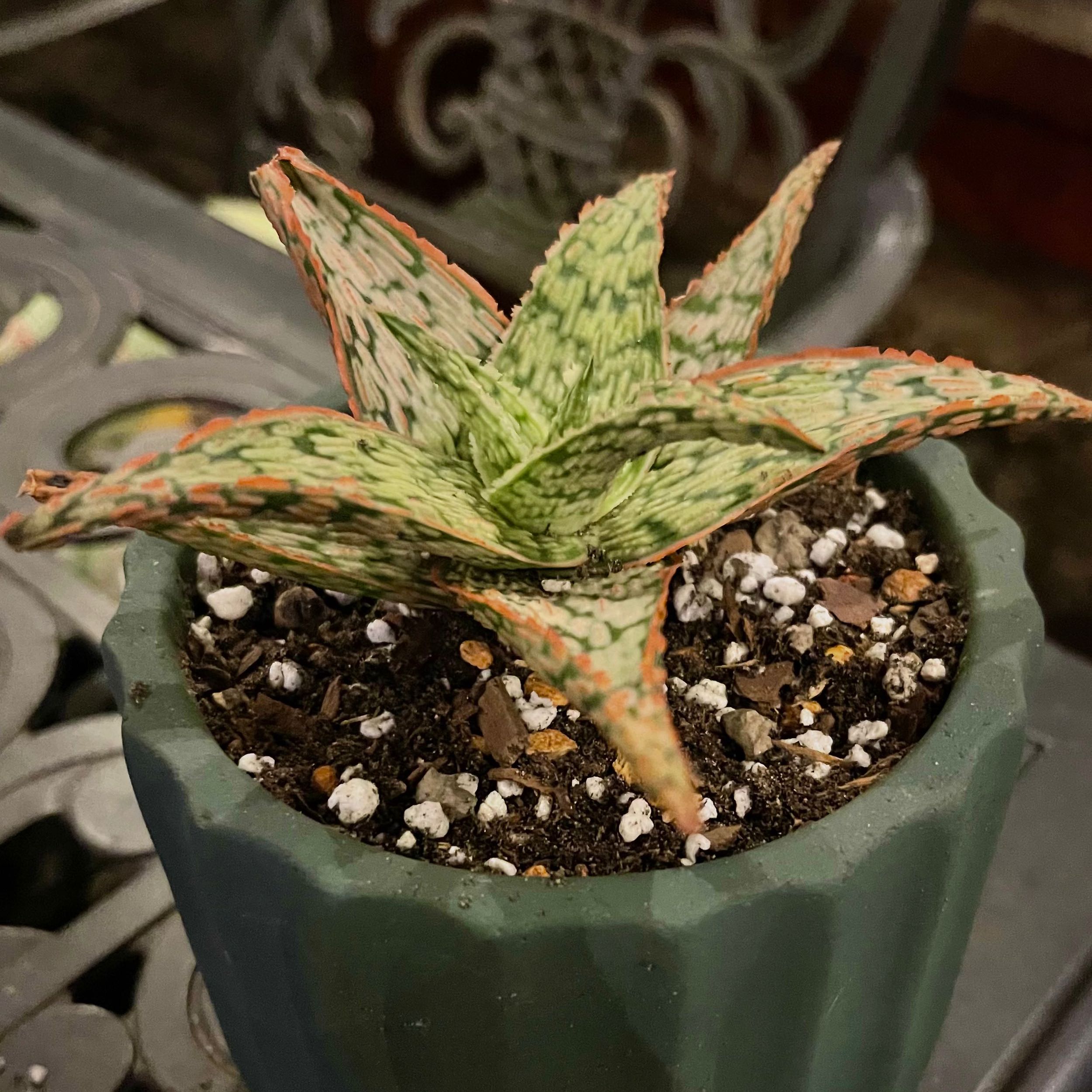 Photo of the plant species Marianne D'Asti Super Red Aloe by @riverzend named faithful on Greg, the plant care app