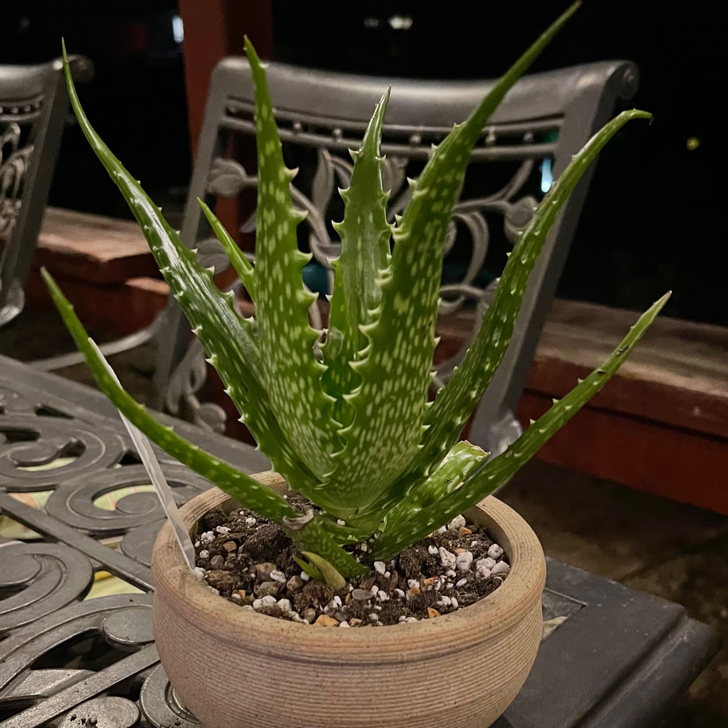 Photo of the plant species Sunset Aloe by @riverzend named sólsetur on Greg, the plant care app