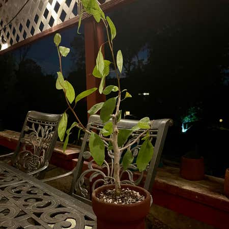 Photo of the plant species Commiphora madagascariensis by Riverzend named corky on Greg, the plant care app