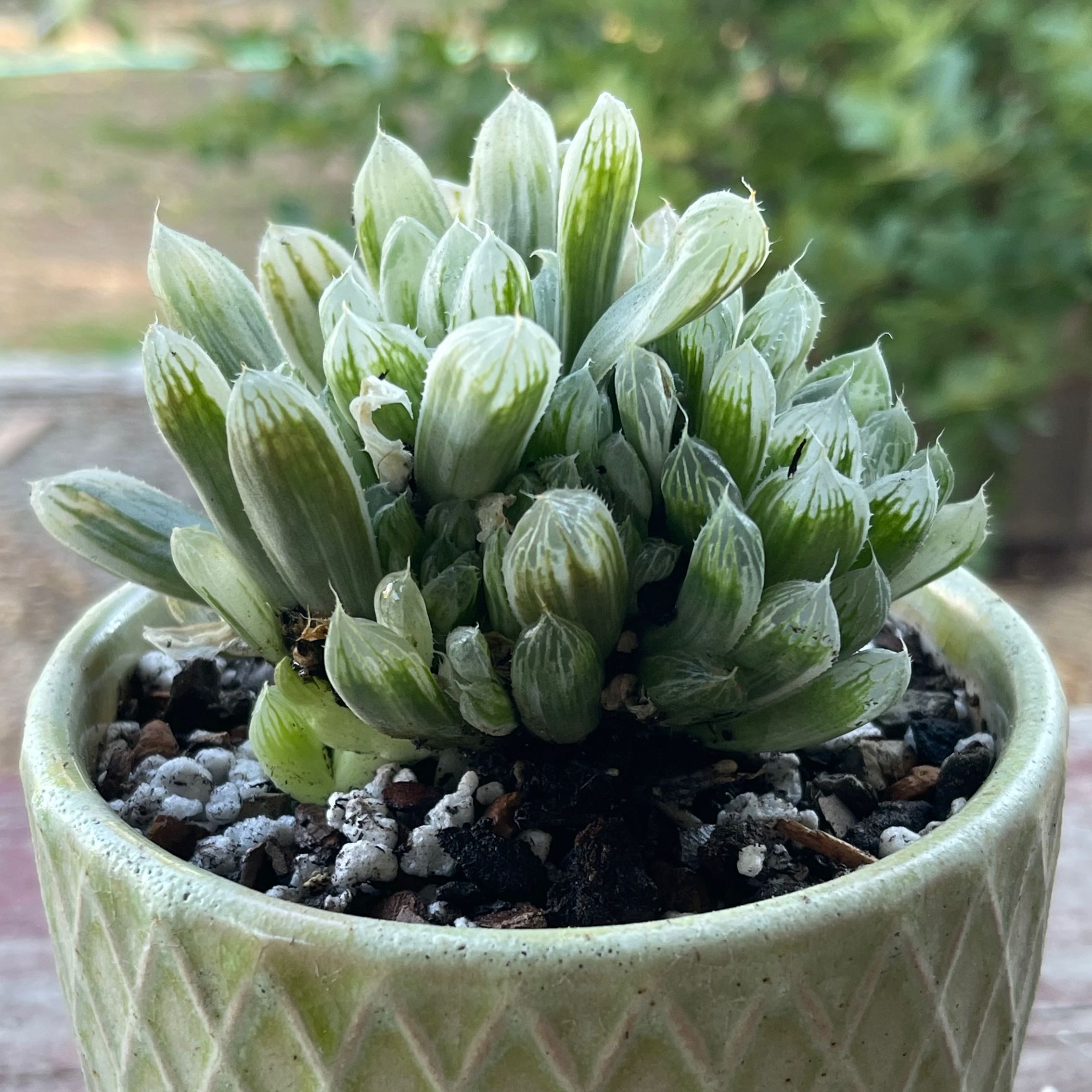 Photo of the plant species Variegated Haworthia Cooperi by @riverzend named sil on Greg, the plant care app