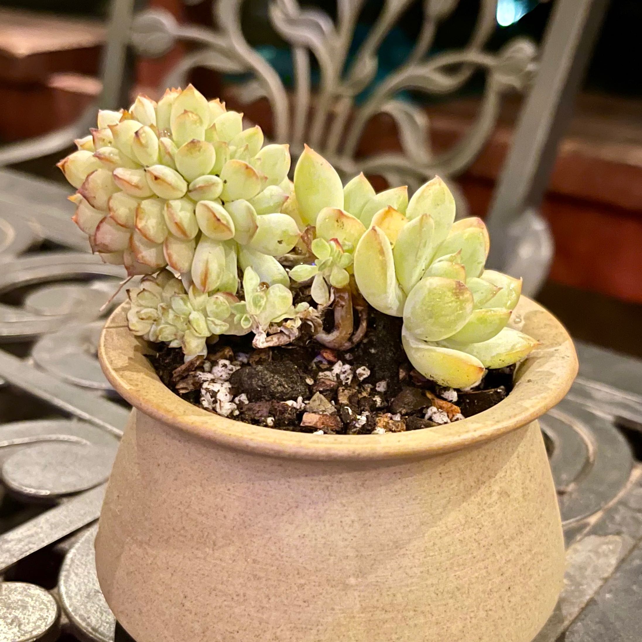 Photo of the plant species Crested Apus Echeveria by @riverzend named apu on Greg, the plant care app