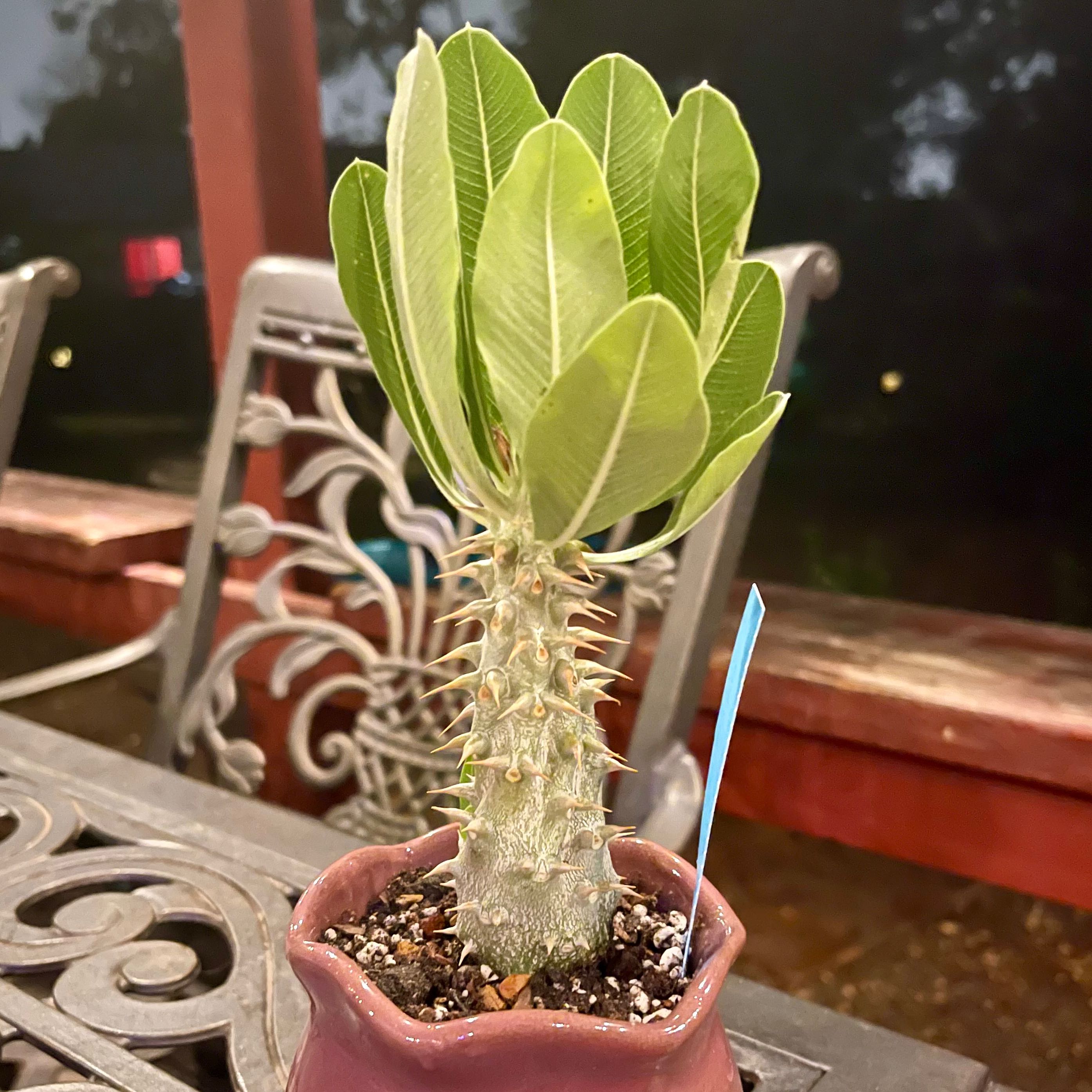 Photo of the plant species Horombe Clubfoot by @riverzend named rombus on Greg, the plant care app