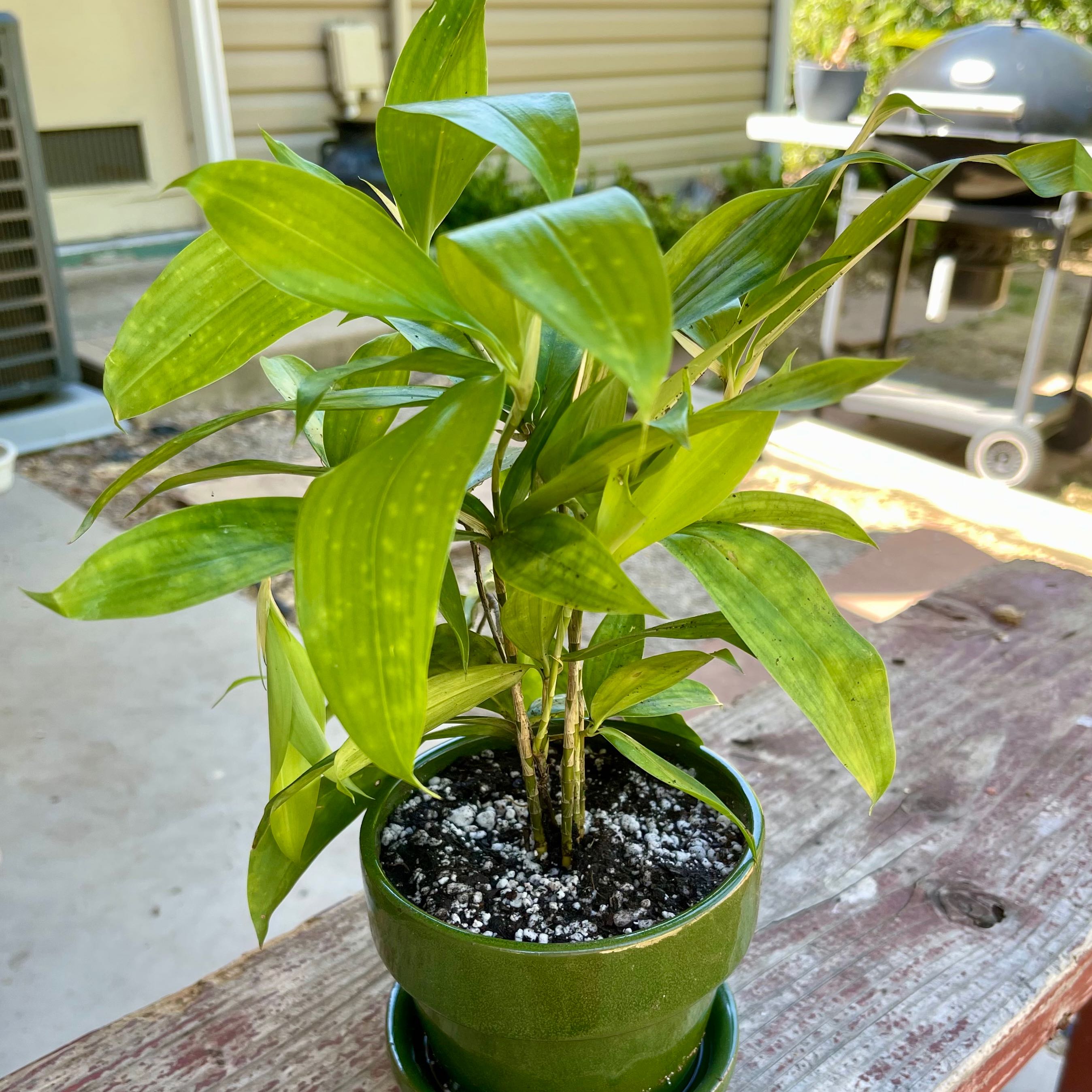 Plant care for Canaliculate Snake Plant on Greg, the plant care app