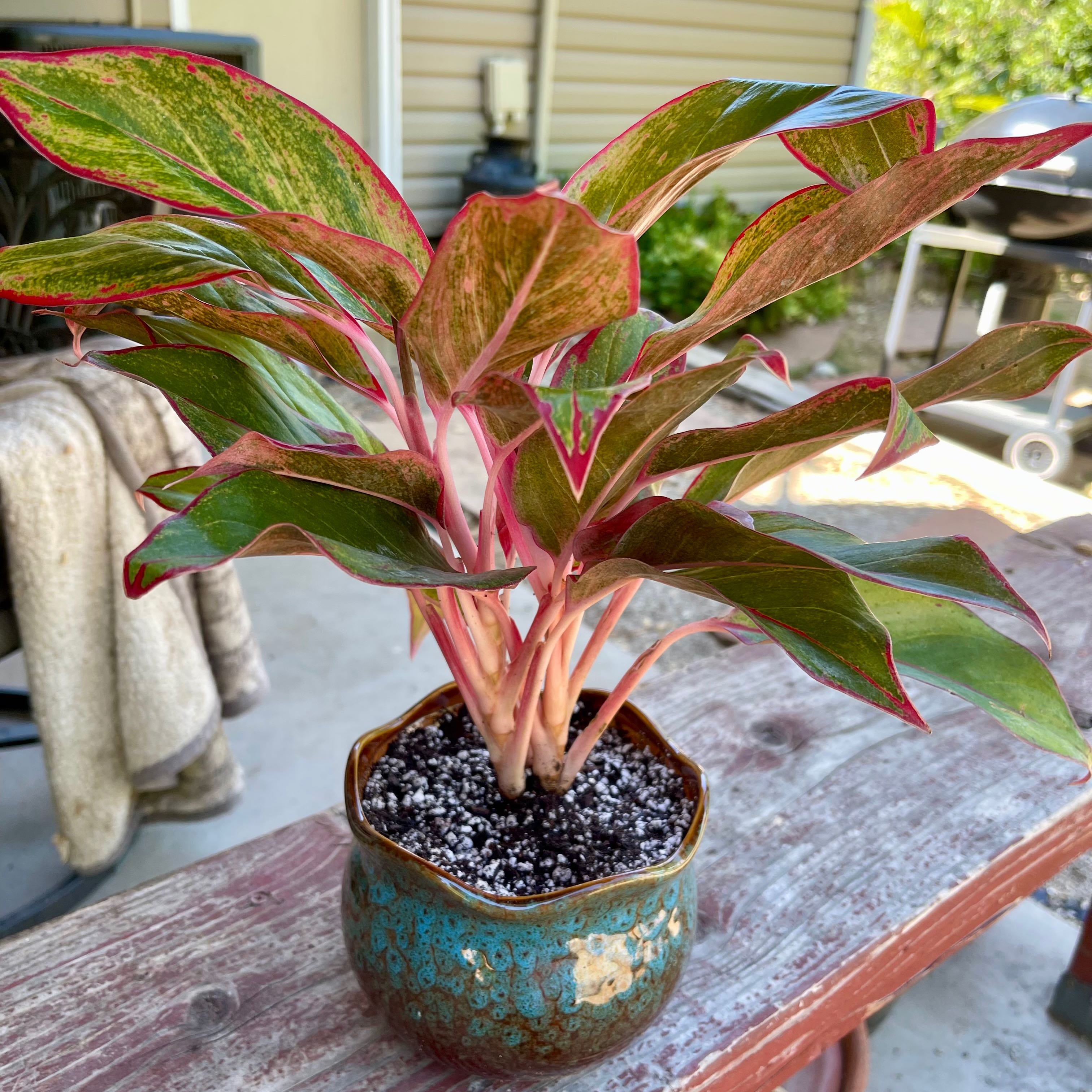Photo of the plant species Firecracker Chinese Evergreen by @riverzend named felix on Greg, the plant care app