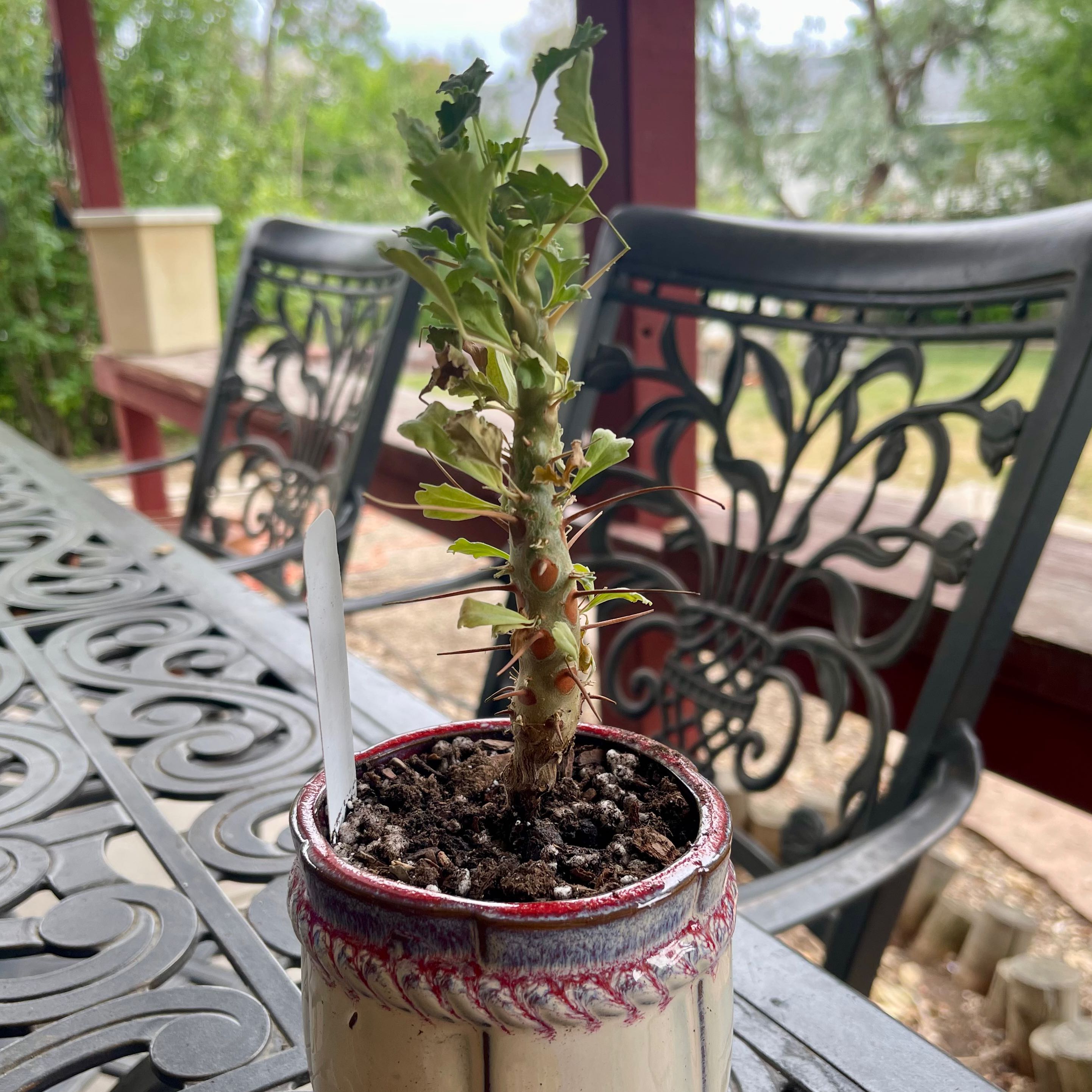 Plant care for Bushman's Candle on Greg, the plant care app