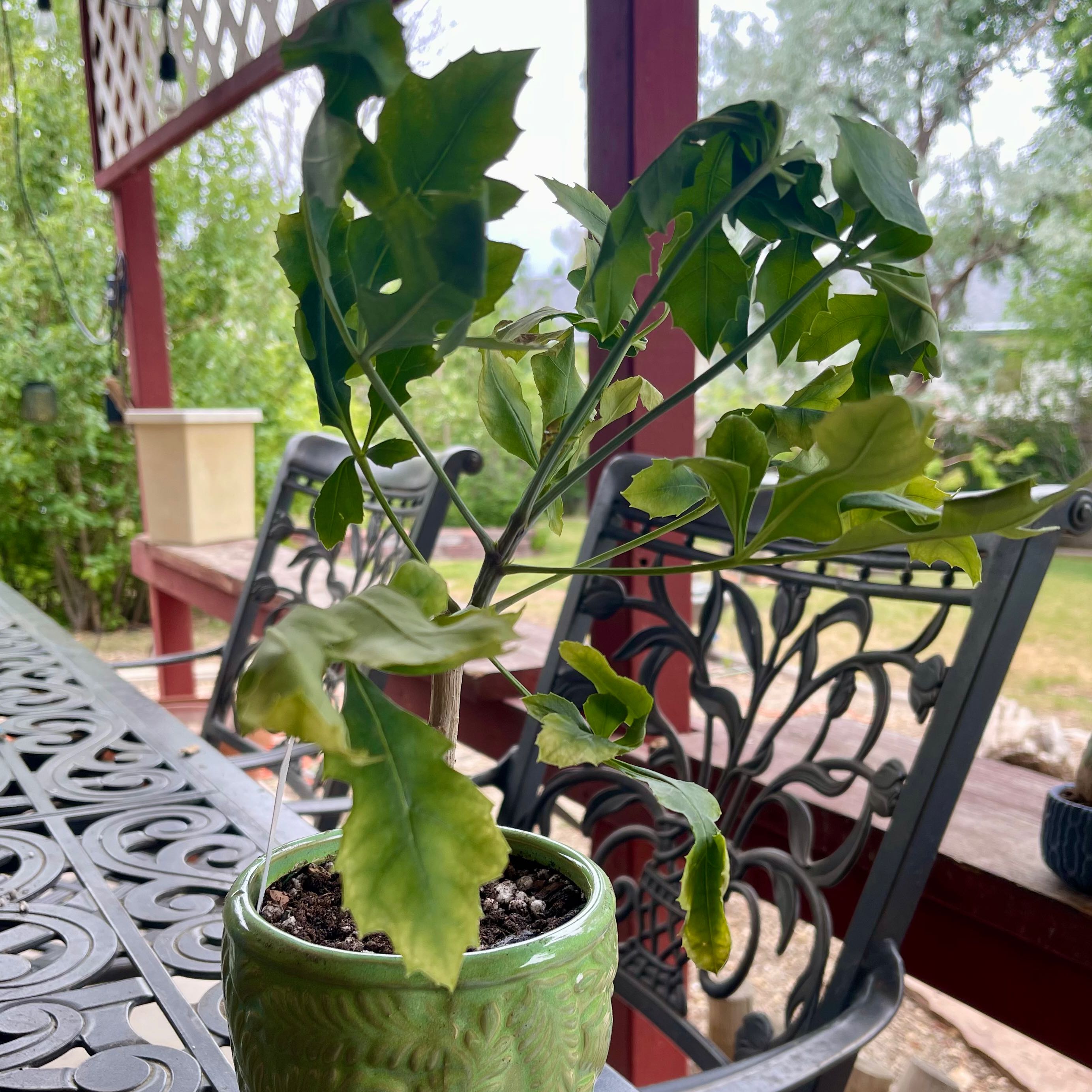 Photo of the plant species Common Cabbagetree by @riverzend named hvítkál on Greg, the plant care app