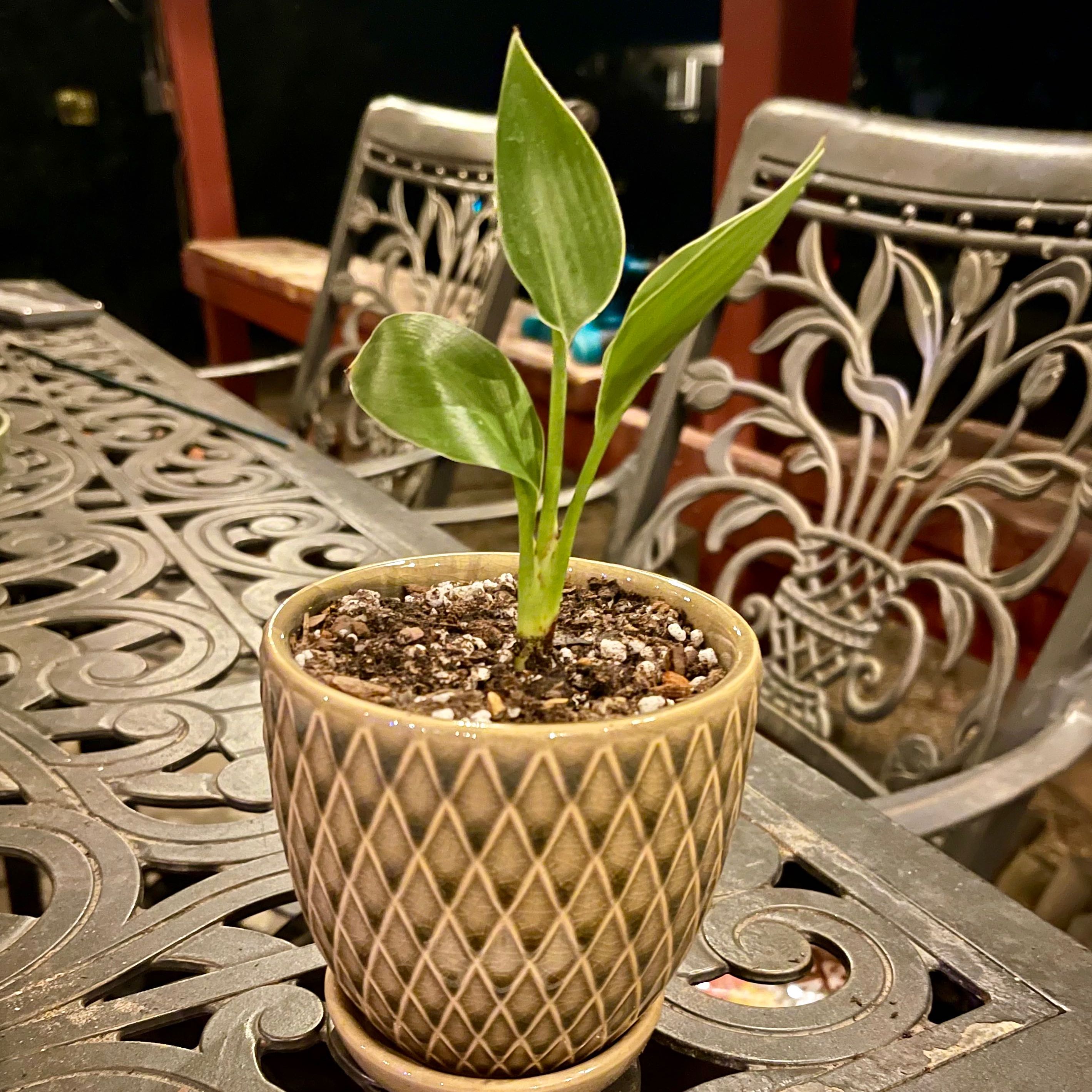 Plant care for Bird of Paradise on Greg, the plant care app