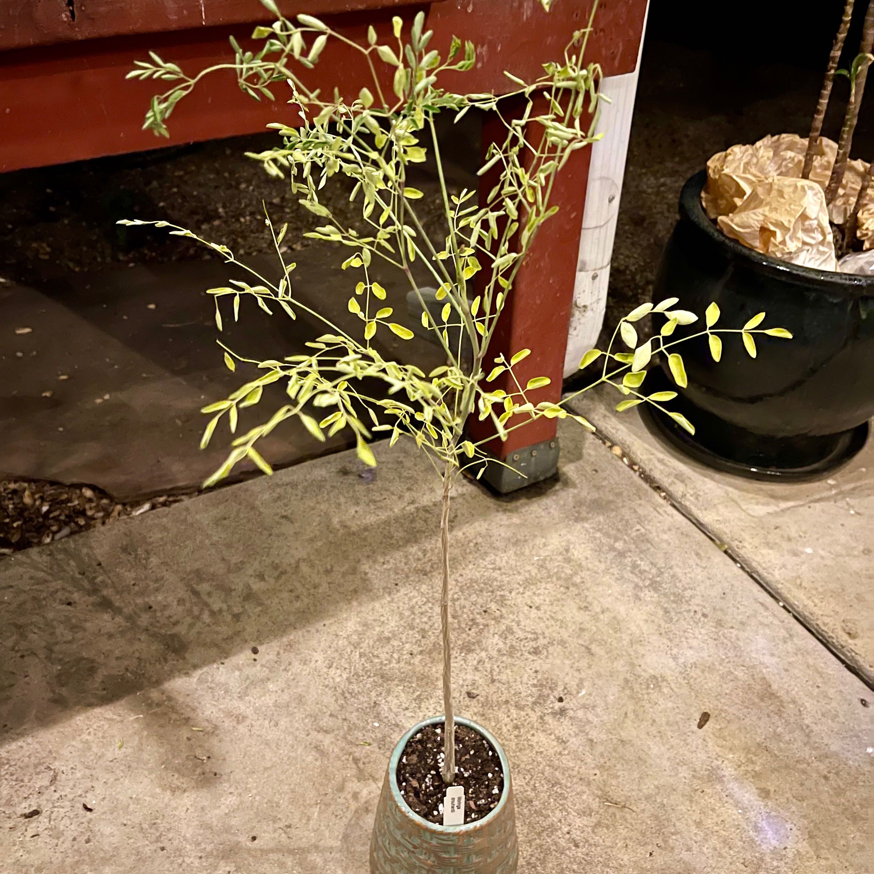 Plant care for Benzoil Tree on Greg, the plant care app