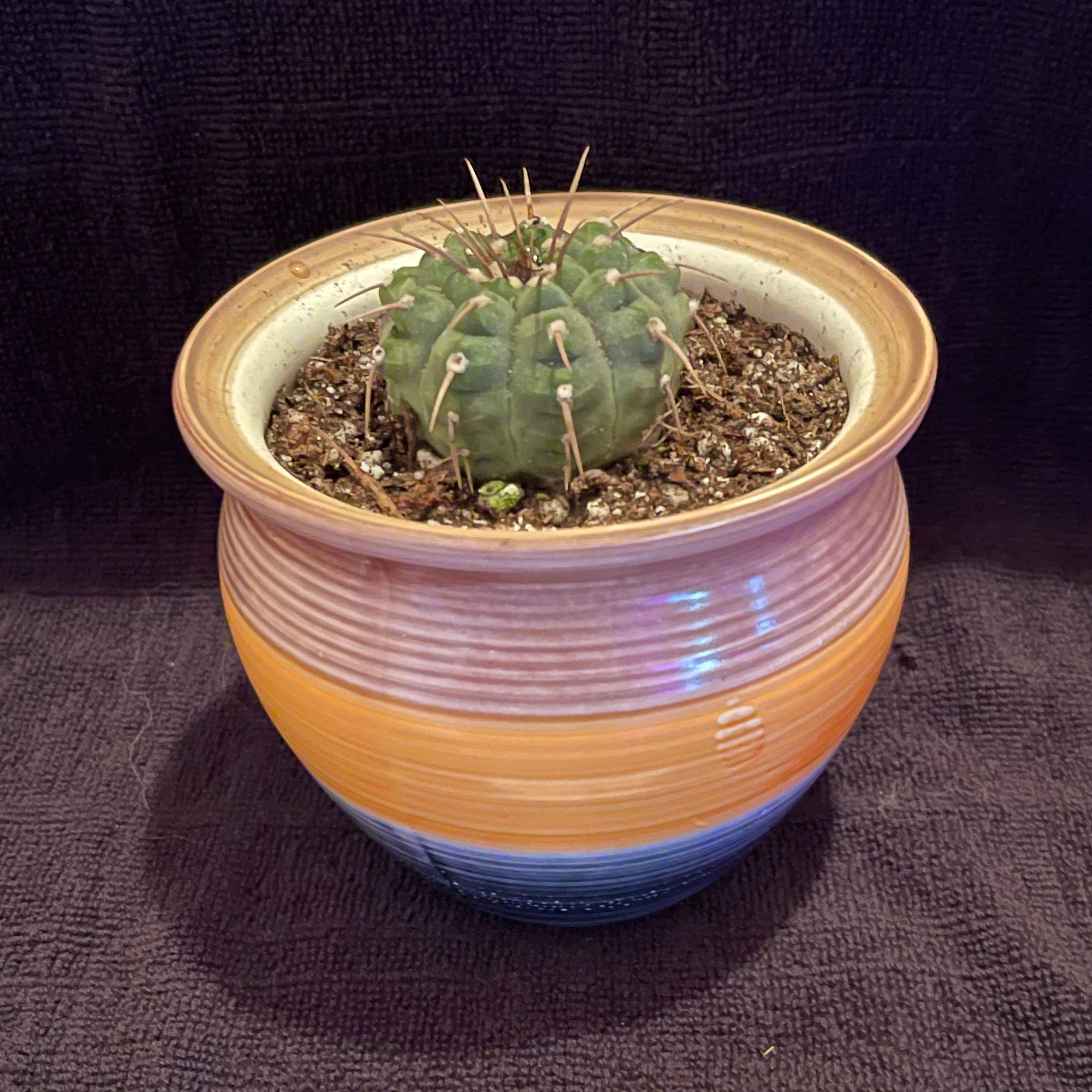 Photo of the plant species Gymnocalycium ochoterenae by @riverzend named omar on Greg, the plant care app