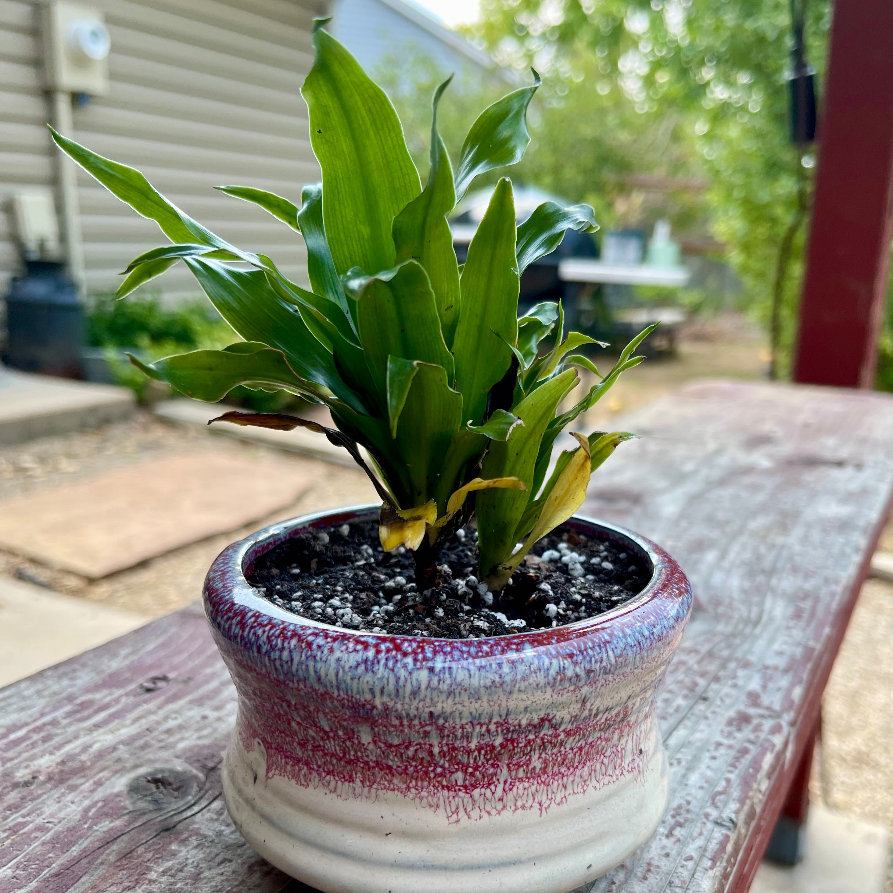 Photo of the plant species Dracaena Shogun Gold by @riverzend named hogan on Greg, the plant care app