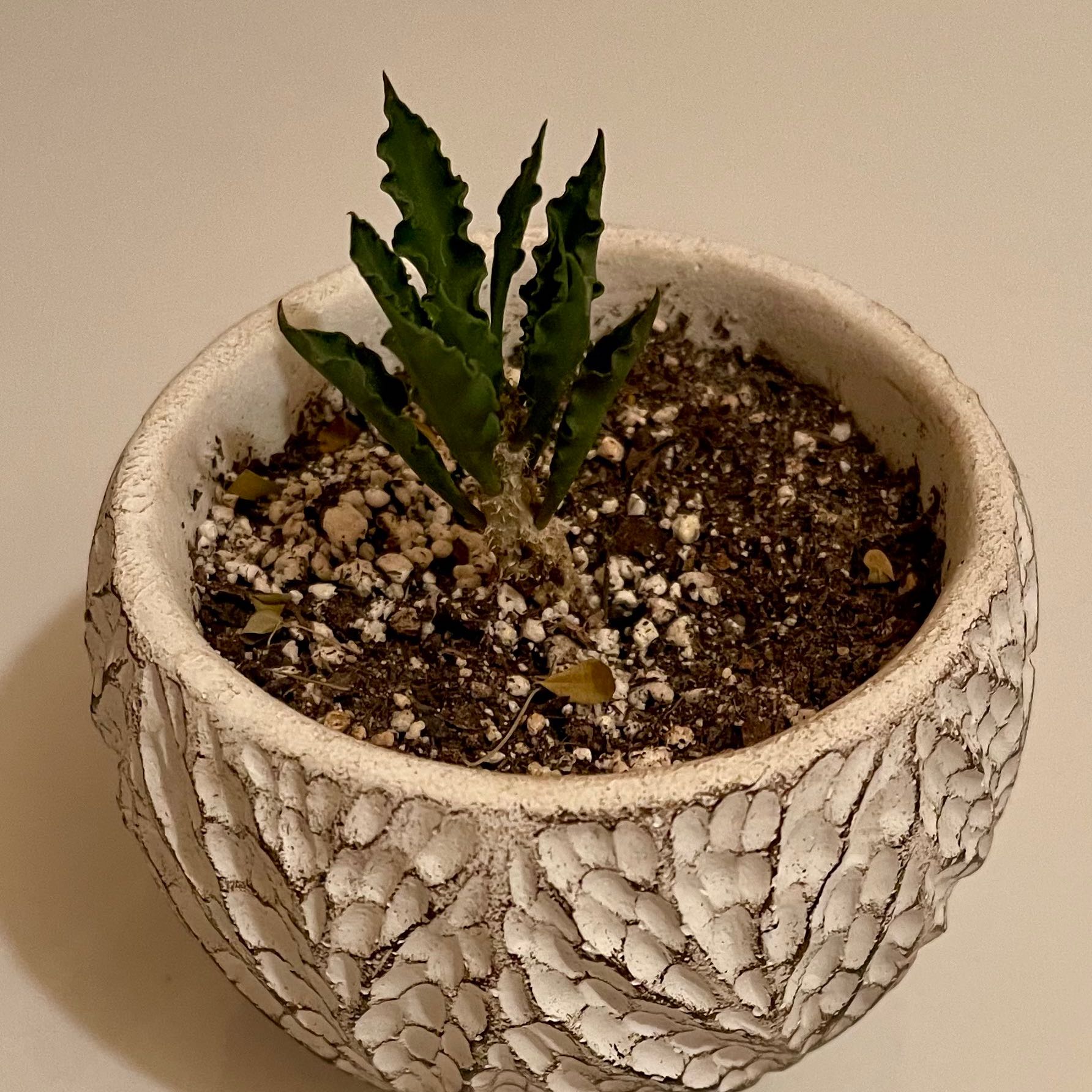 Photo of the plant species Chichituna by @riverzend named casper on Greg, the plant care app