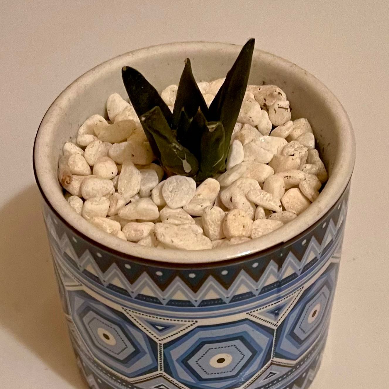 Photo of the plant species Star Rock by @riverzend named callie on Greg, the plant care app