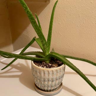 Aloe Vera plant in Aurora, Colorado