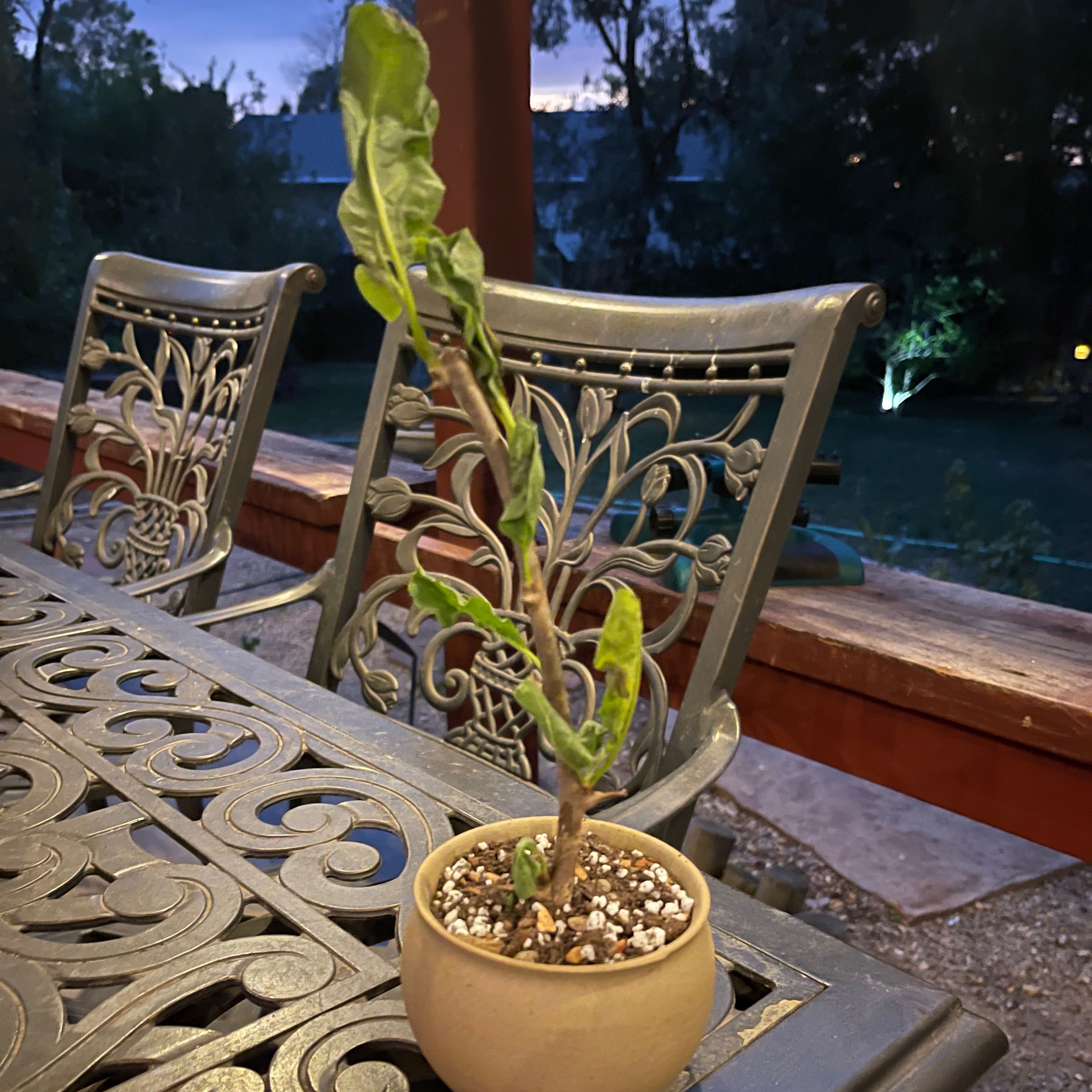 Plant care for Sesame Tree on Greg, the plant care app