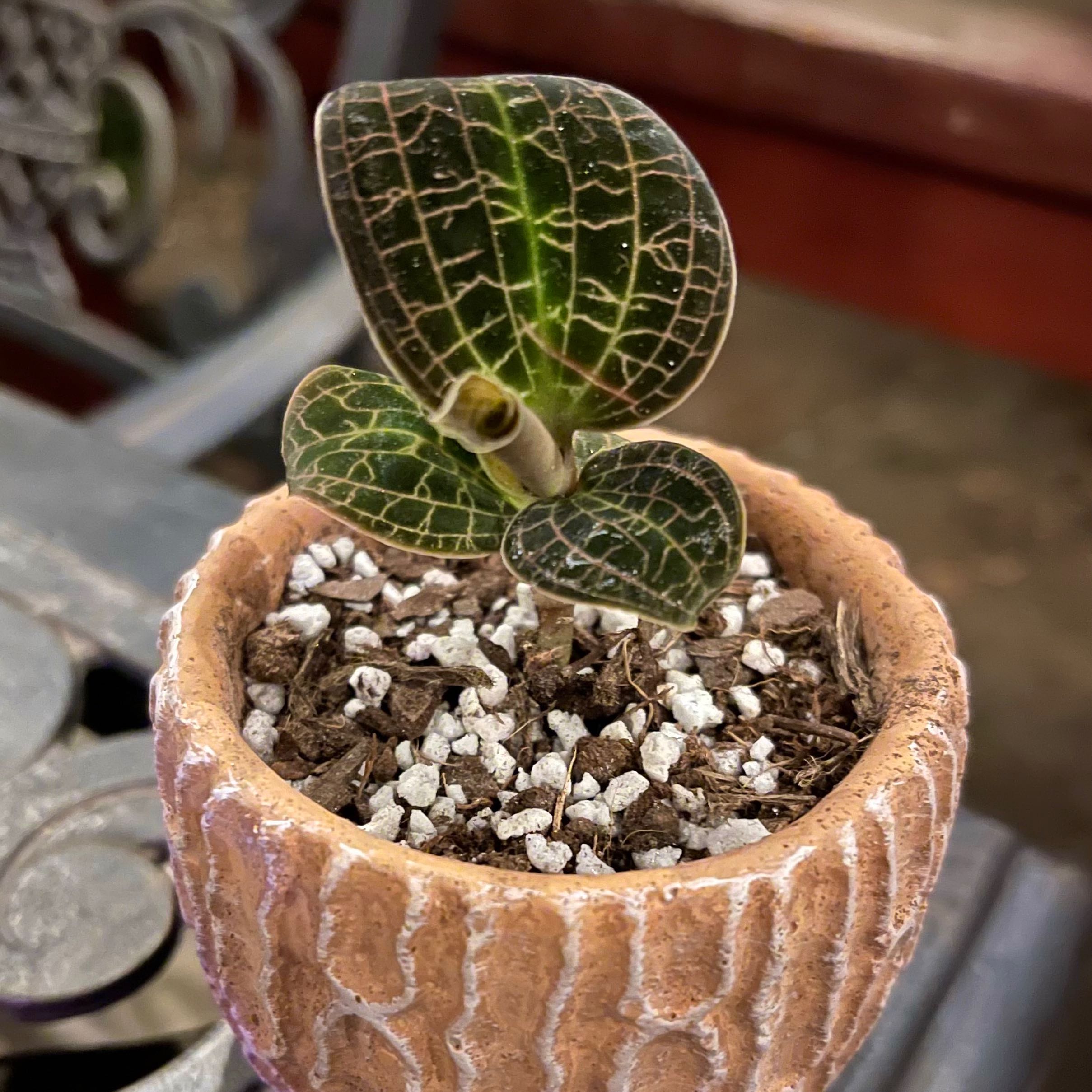 Photo of the plant species Lava-Leaf Jewel Orchid by @riverzend named hraun on Greg, the plant care app