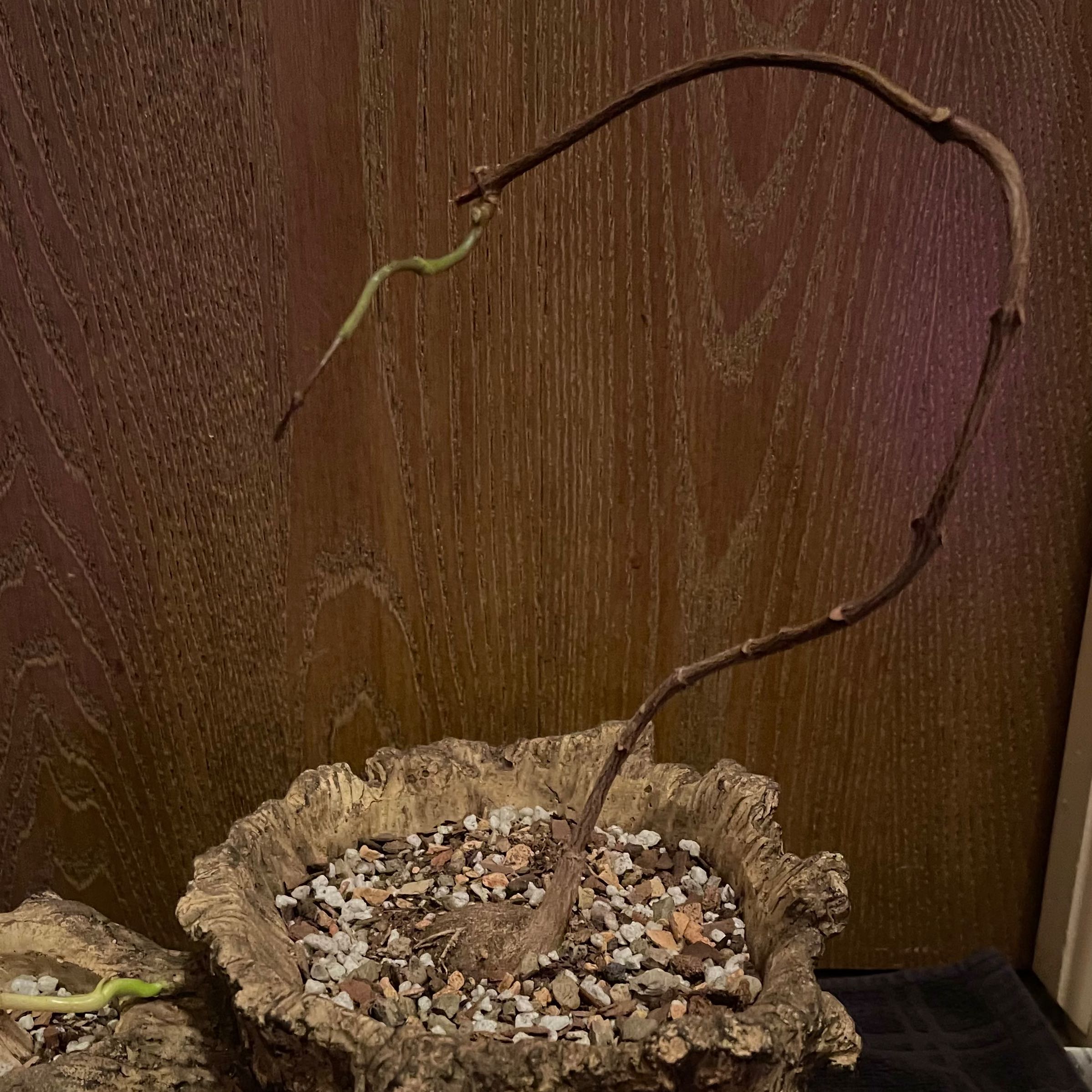 Photo of the plant species Petopentia Natalensis by @riverzend named natas on Greg, the plant care app