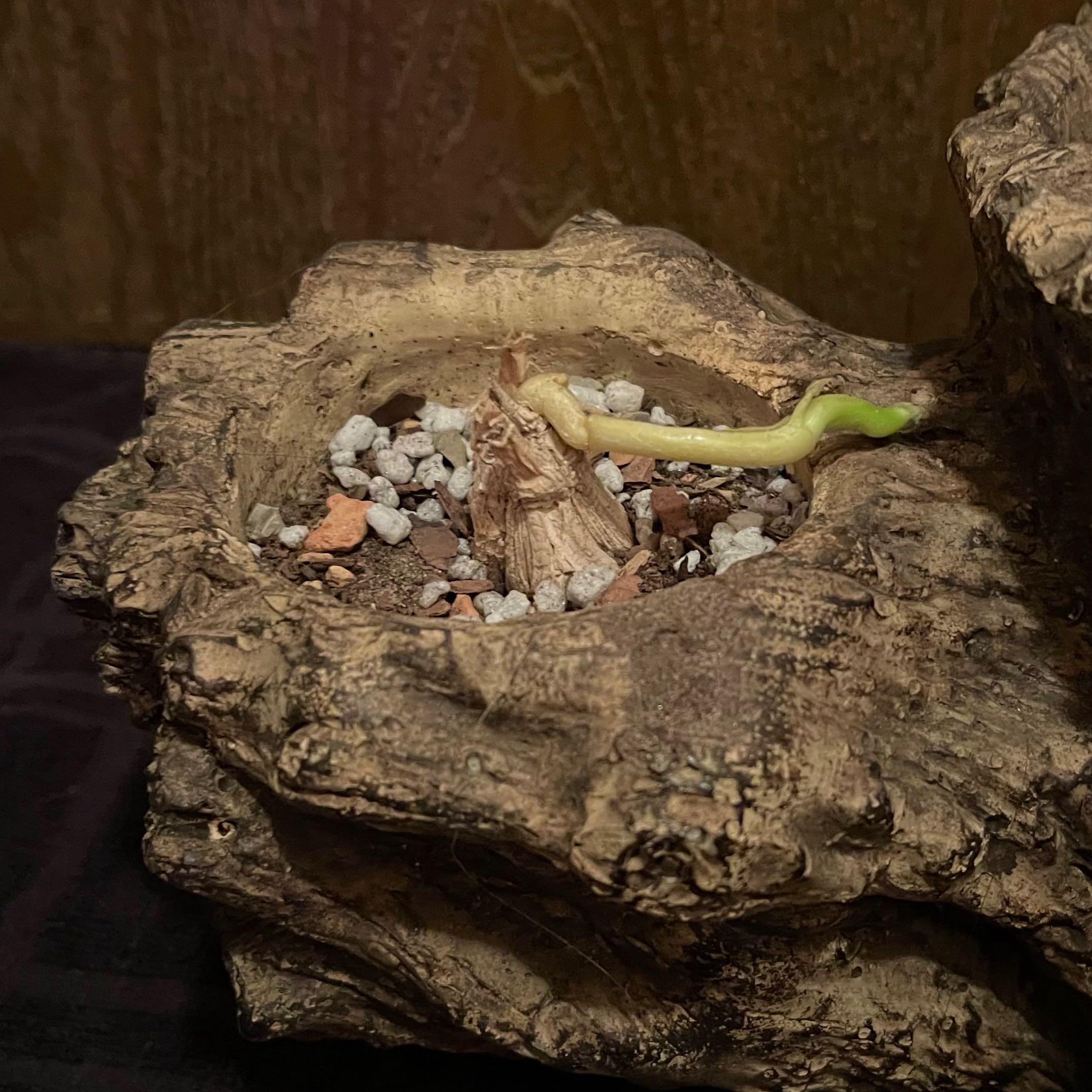 Photo of the plant species Gonolobus by @riverzend named hnöttur on Greg, the plant care app