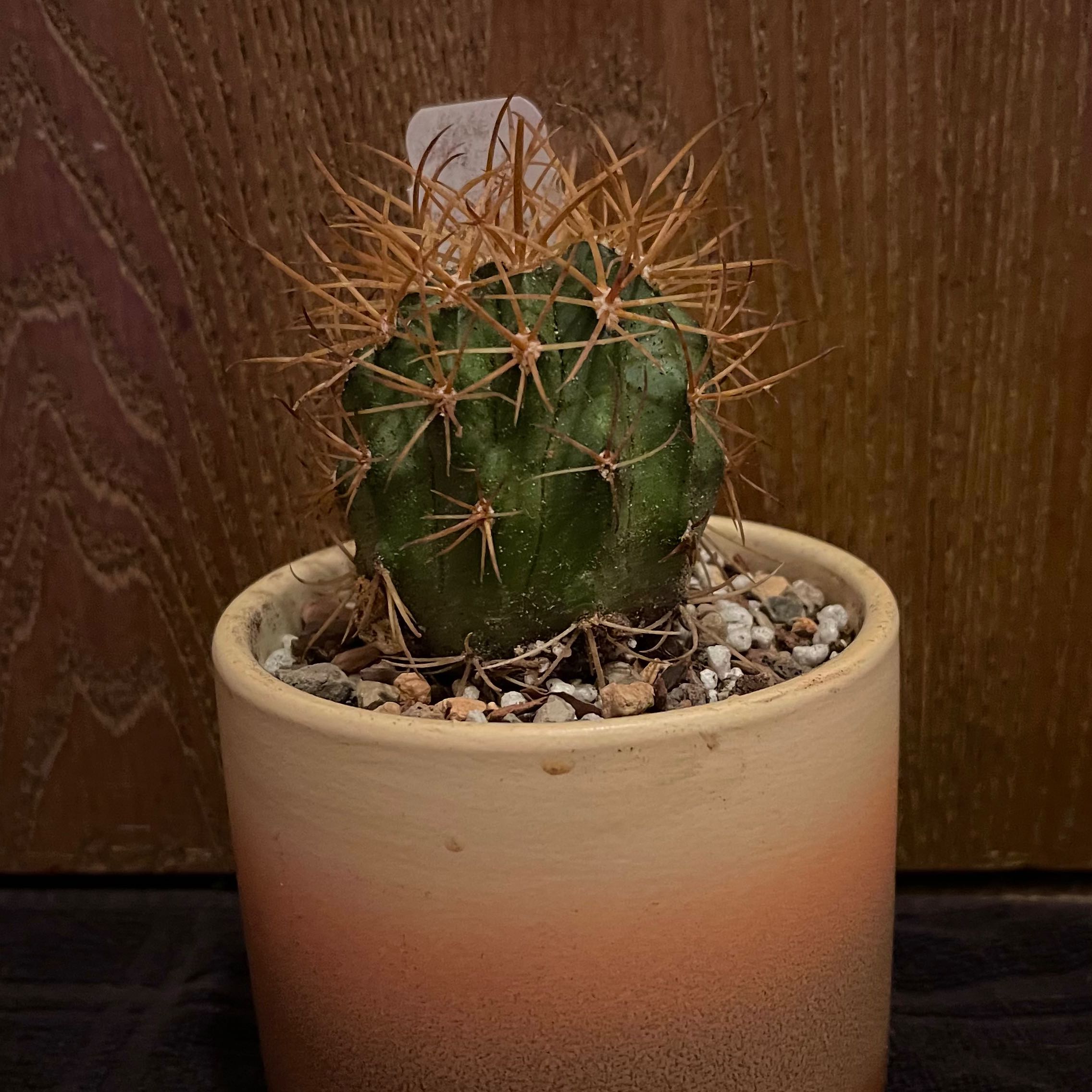 Photo of the plant species Ferocactus chrysacanthus by @riverzend named tunnu on Greg, the plant care app