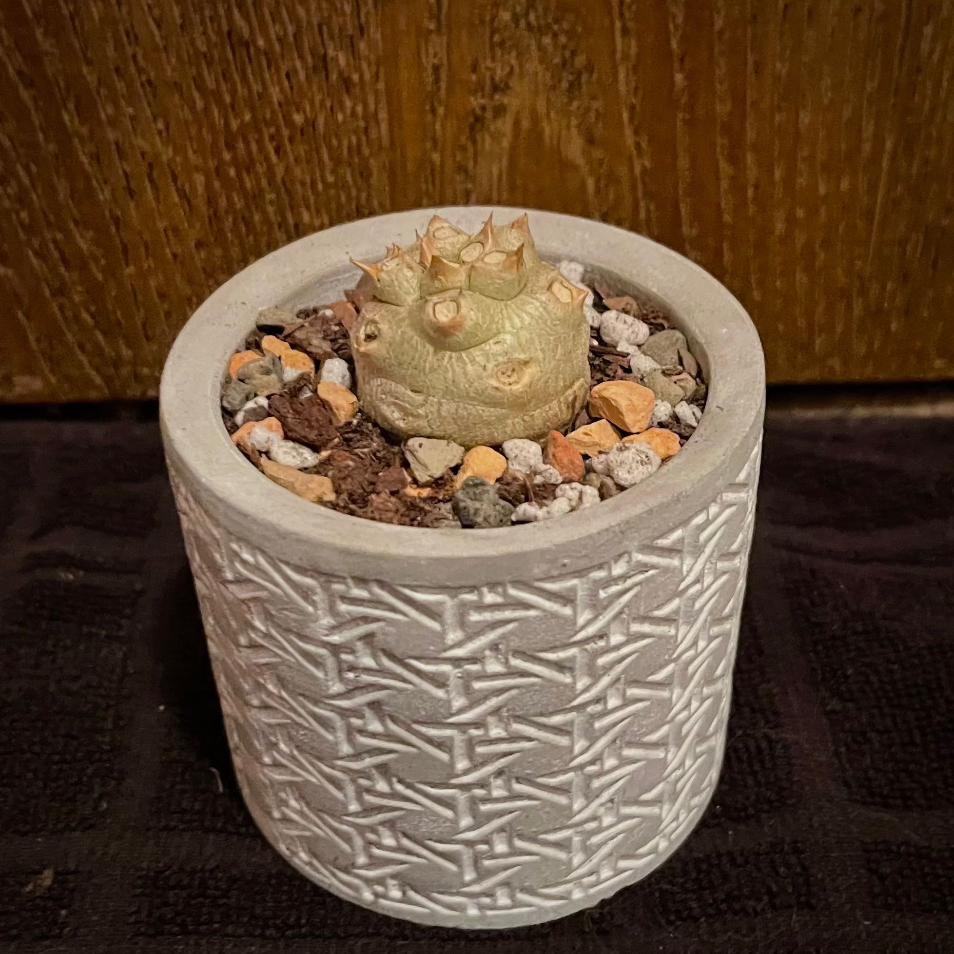 Photo of the plant species Euphorbia poissonii by @riverzend named geisli on Greg, the plant care app