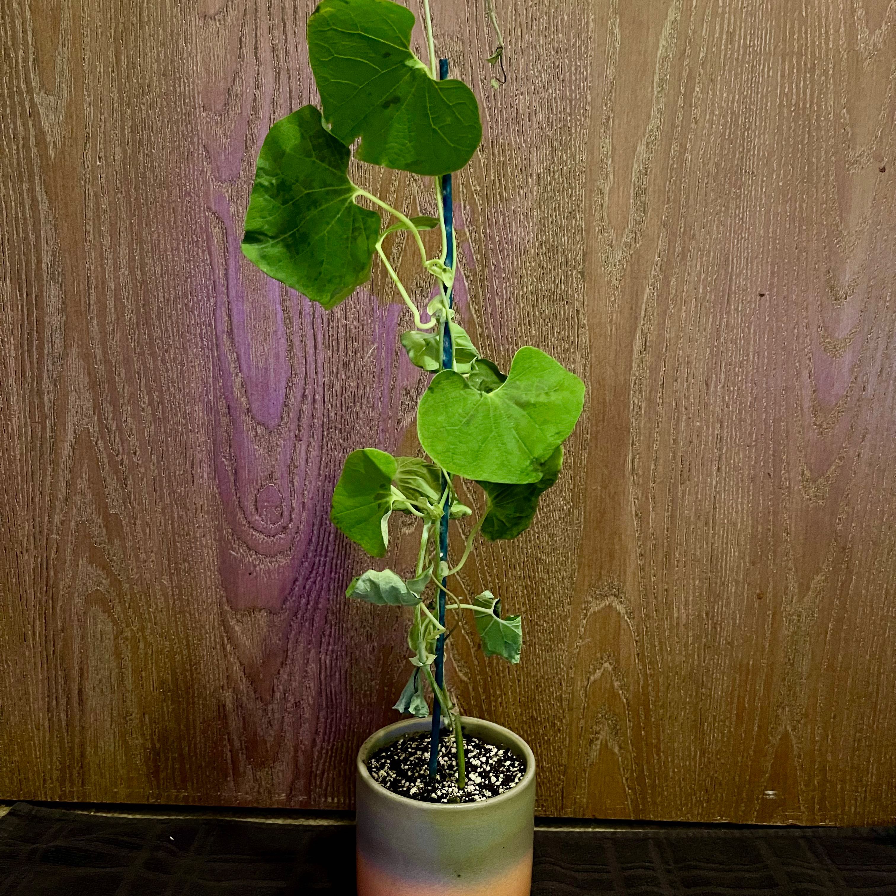 Photo of the plant species Mottled Dutchman's Pipe by @riverzend named nils on Greg, the plant care app