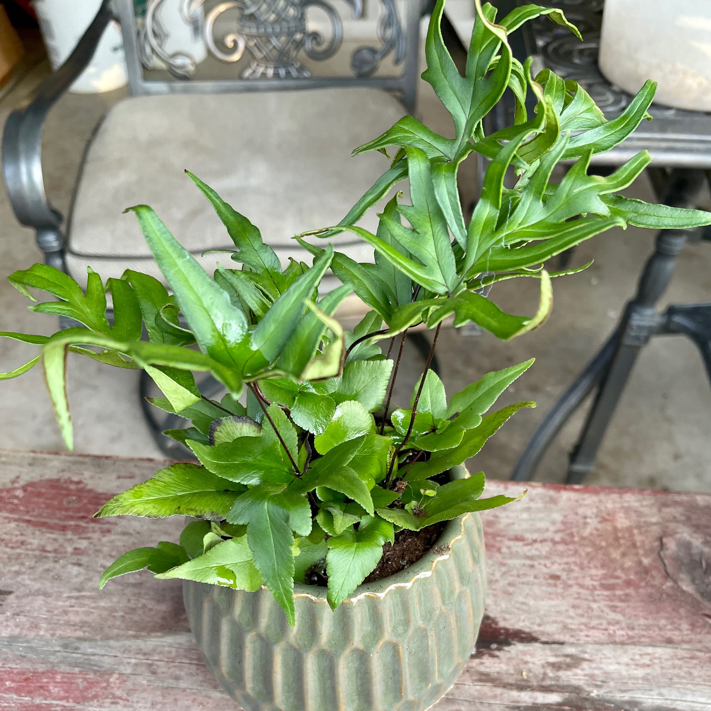 Photo of the plant species Digit Fern by @riverzend named cevin on Greg, the plant care app
