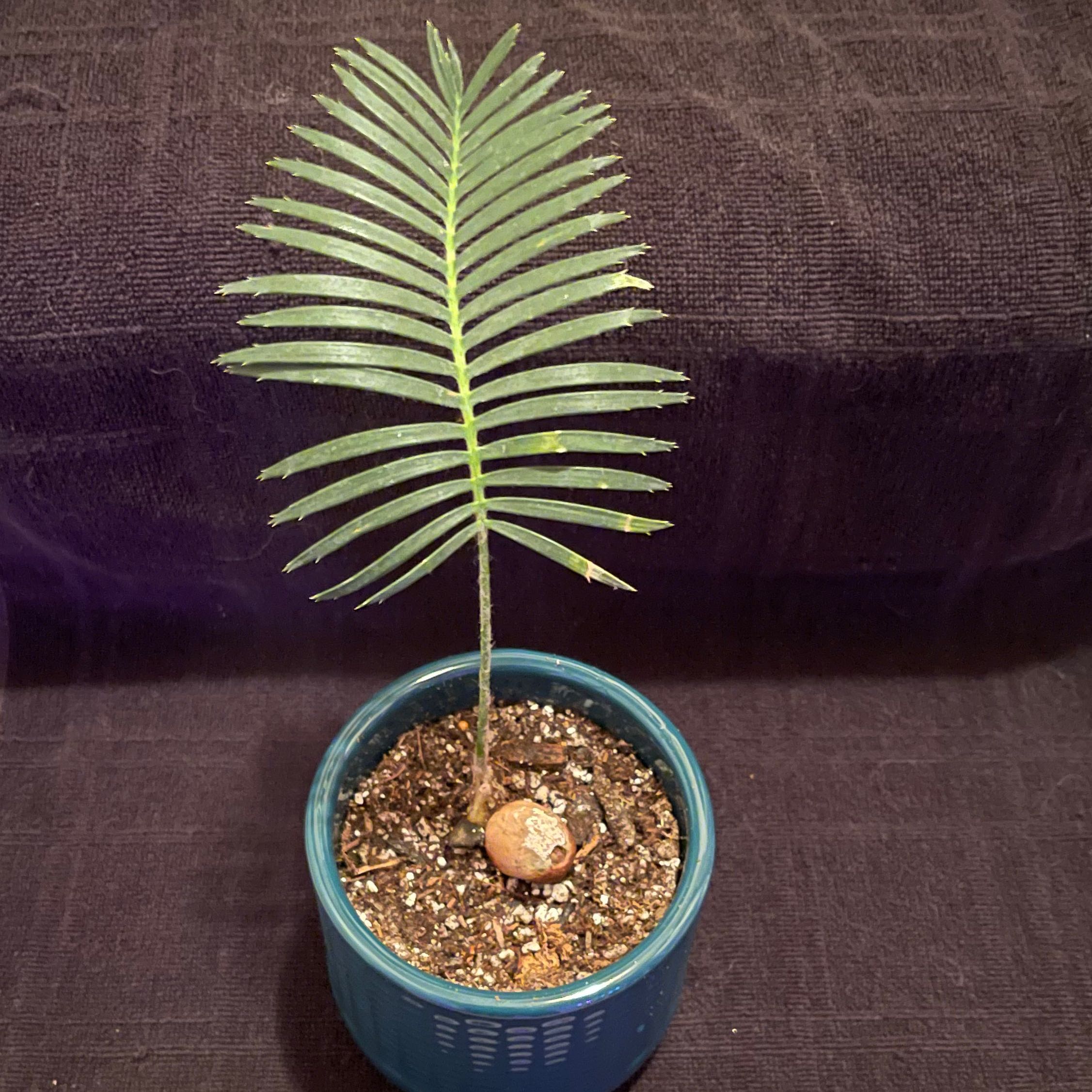 Photo of the plant species Dioon edule by @riverzend named oona on Greg, the plant care app