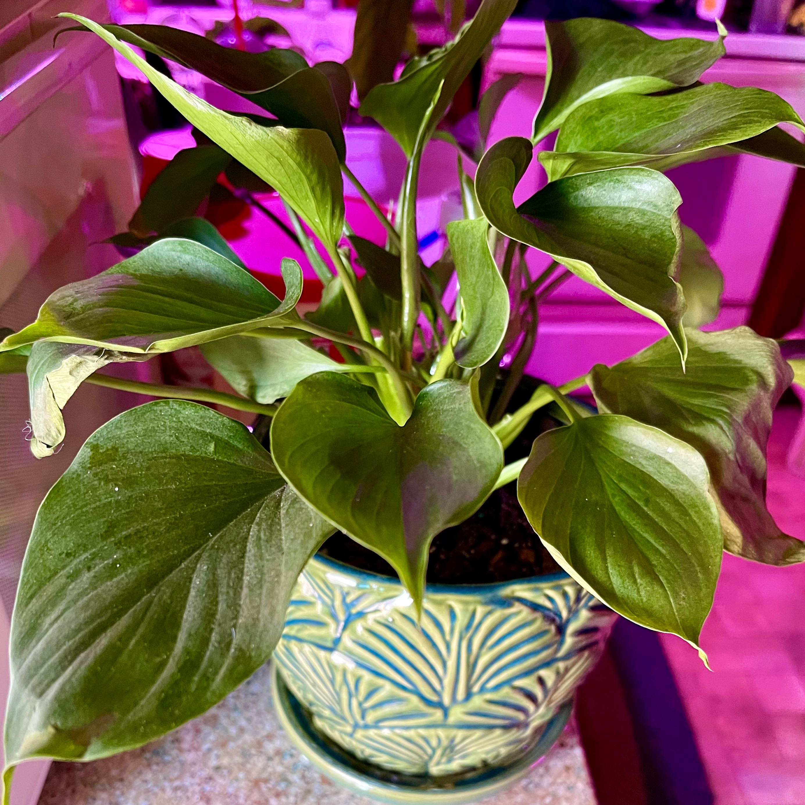 Homalomena 'Emerald Gem' plant in a decorative pot with vibrant green leaves.