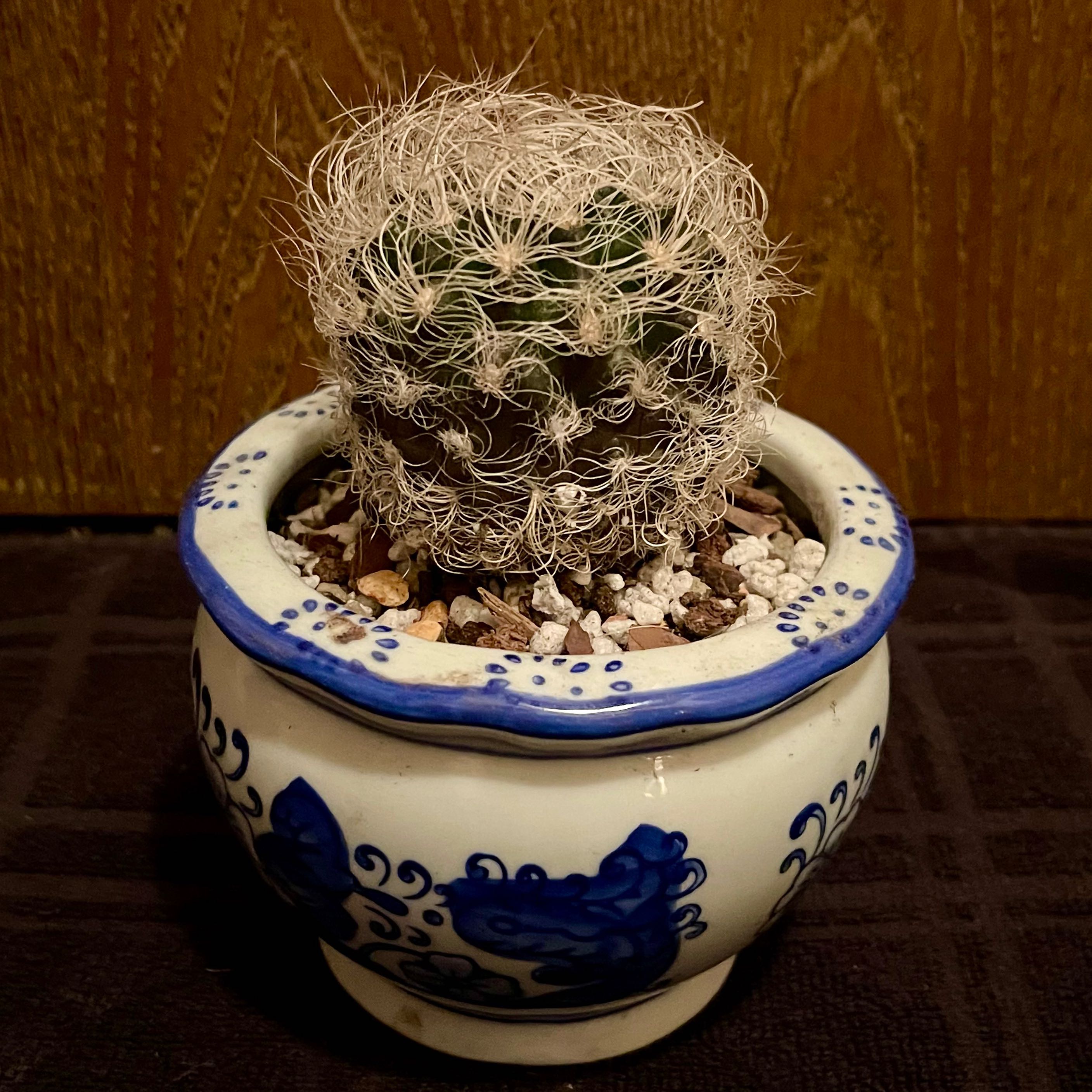 Photo of the plant species Neoporteria nidus senilis by @riverzend named nupee on Greg, the plant care app