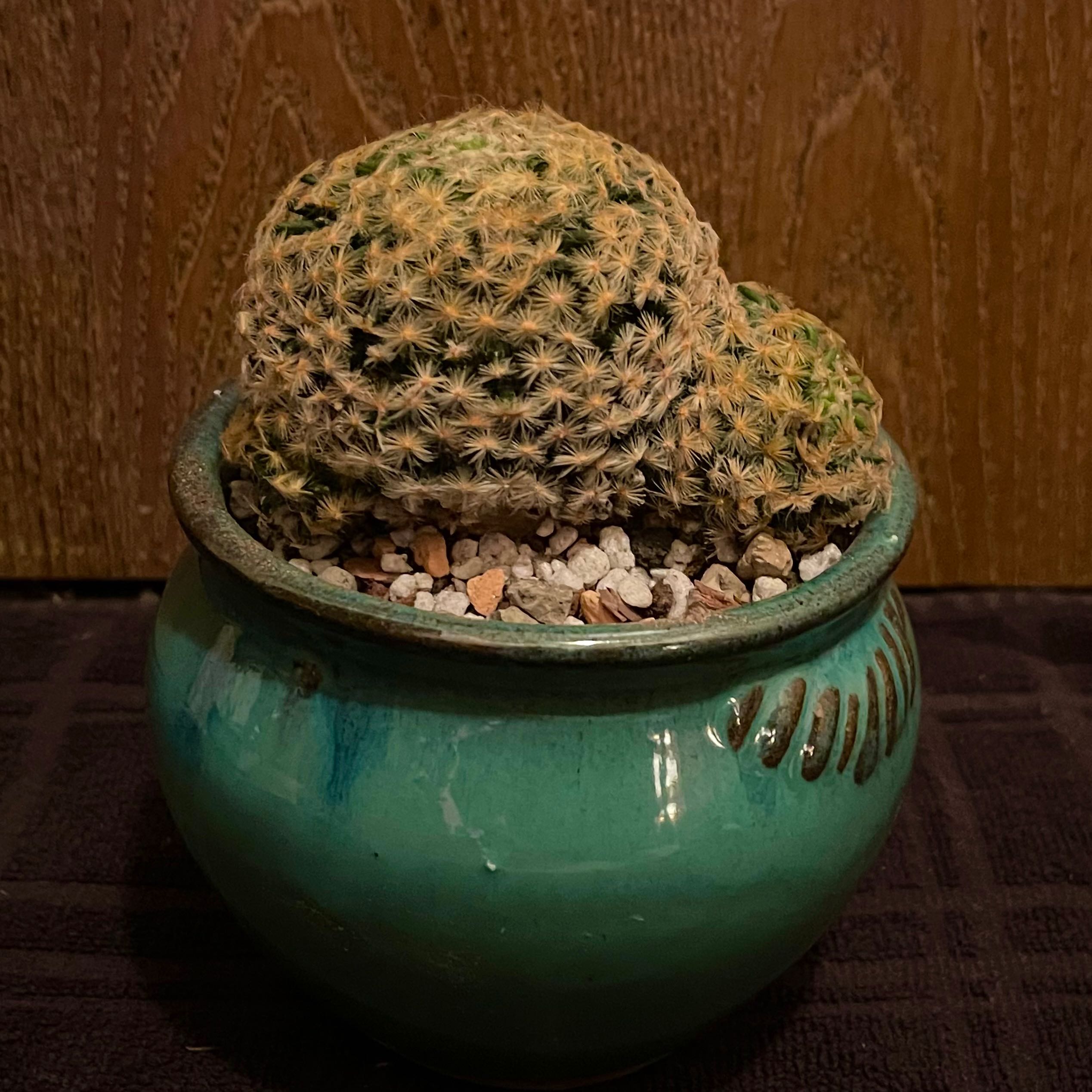 Photo of the plant species Mammillaria schiedeana subsp. giselae by @riverzend named gillian on Greg, the plant care app