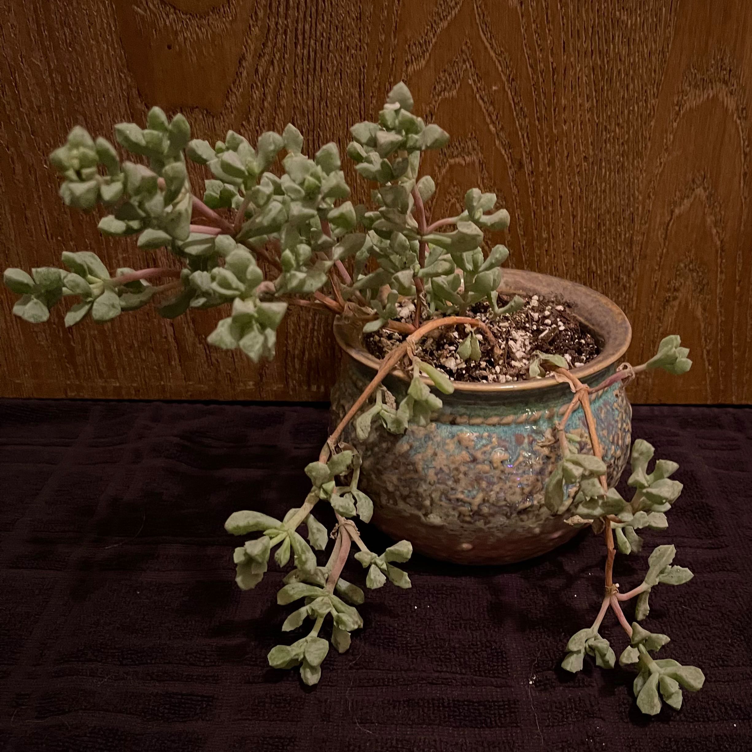 Potted Deltoid-Leaved Dew Plant with healthy green leaves and visible soil.