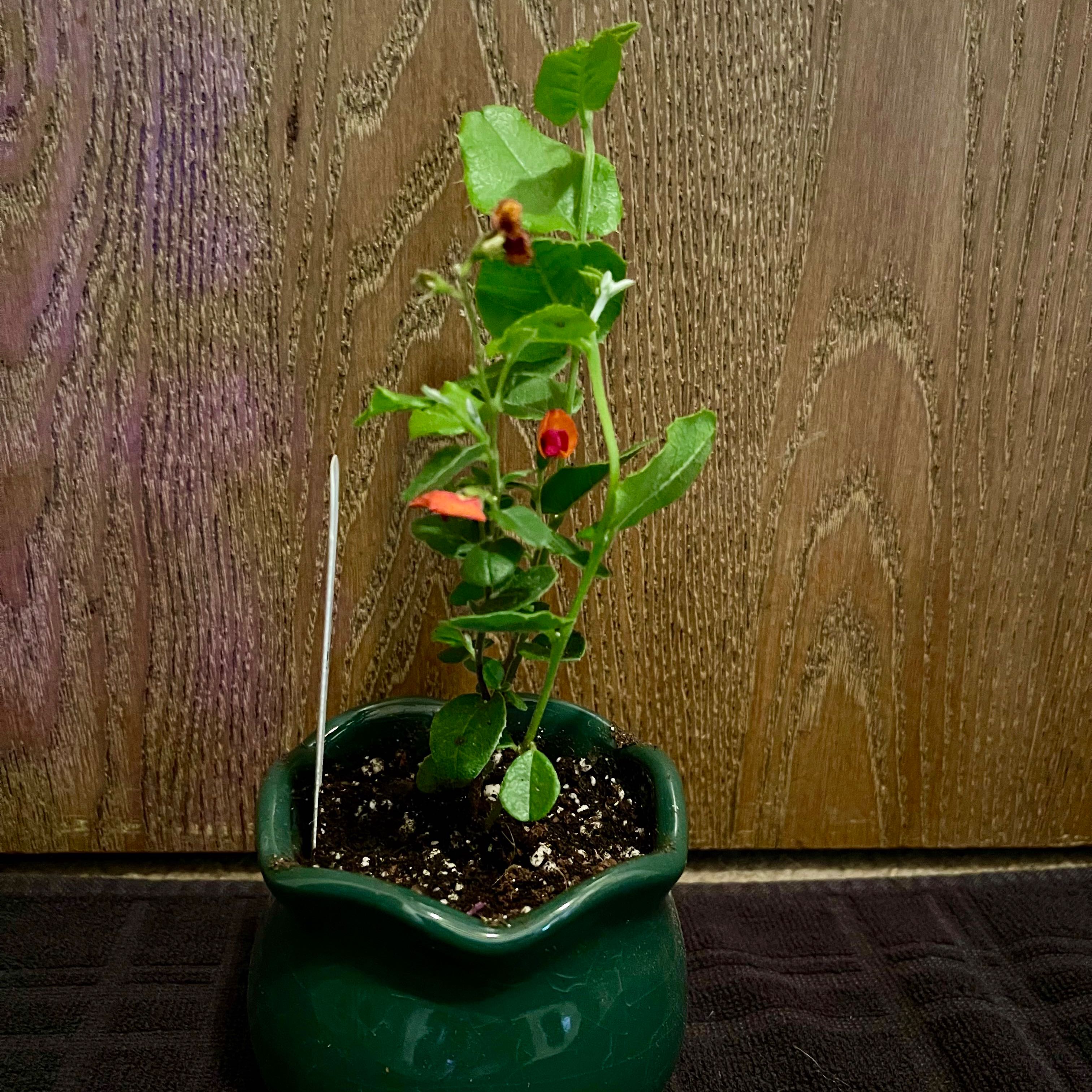 Photo of the plant species Heartleaf Flame Pea by @riverzend named erta on Greg, the plant care app