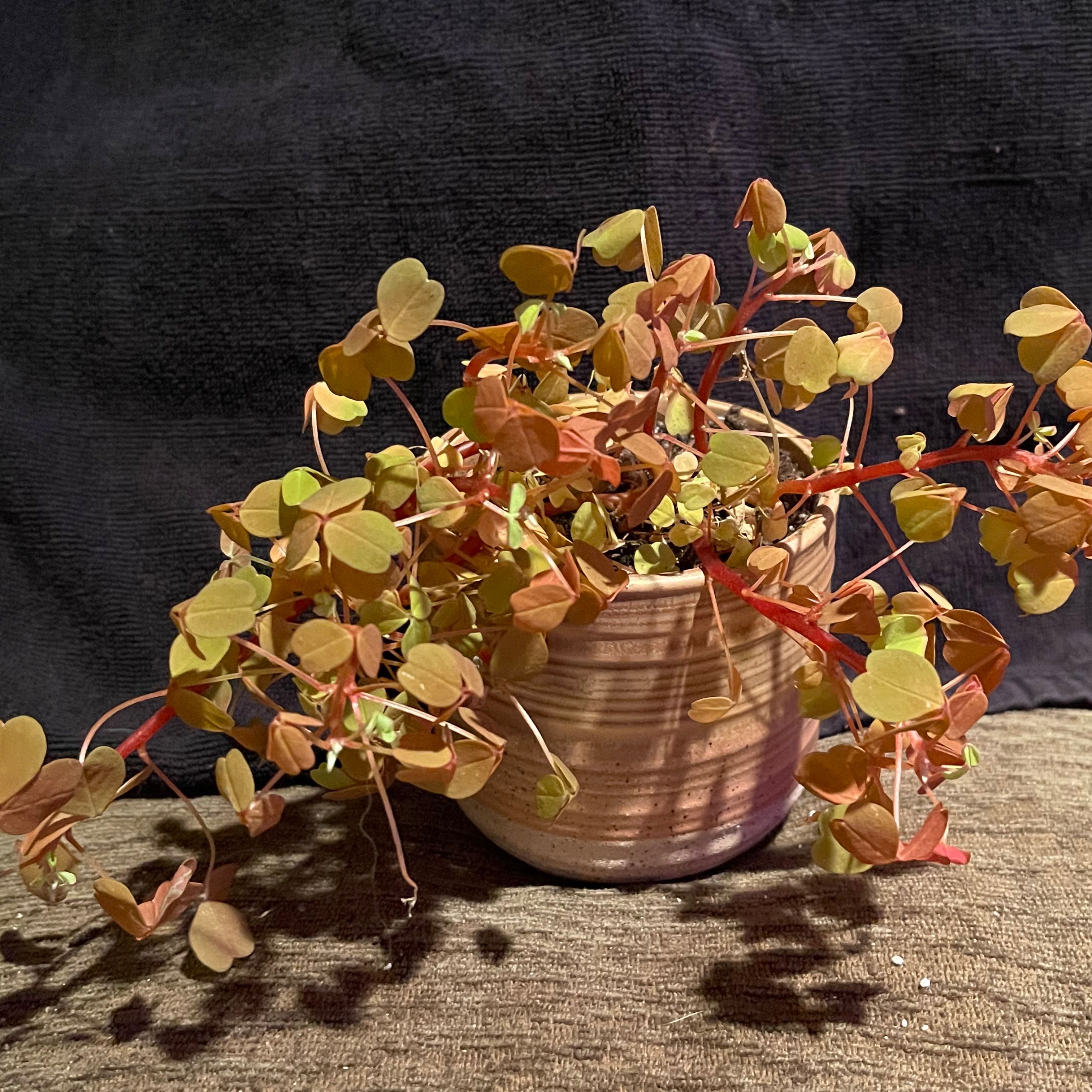 Photo of the plant species Golden Oxalis by @riverzend named gullna on Greg, the plant care app
